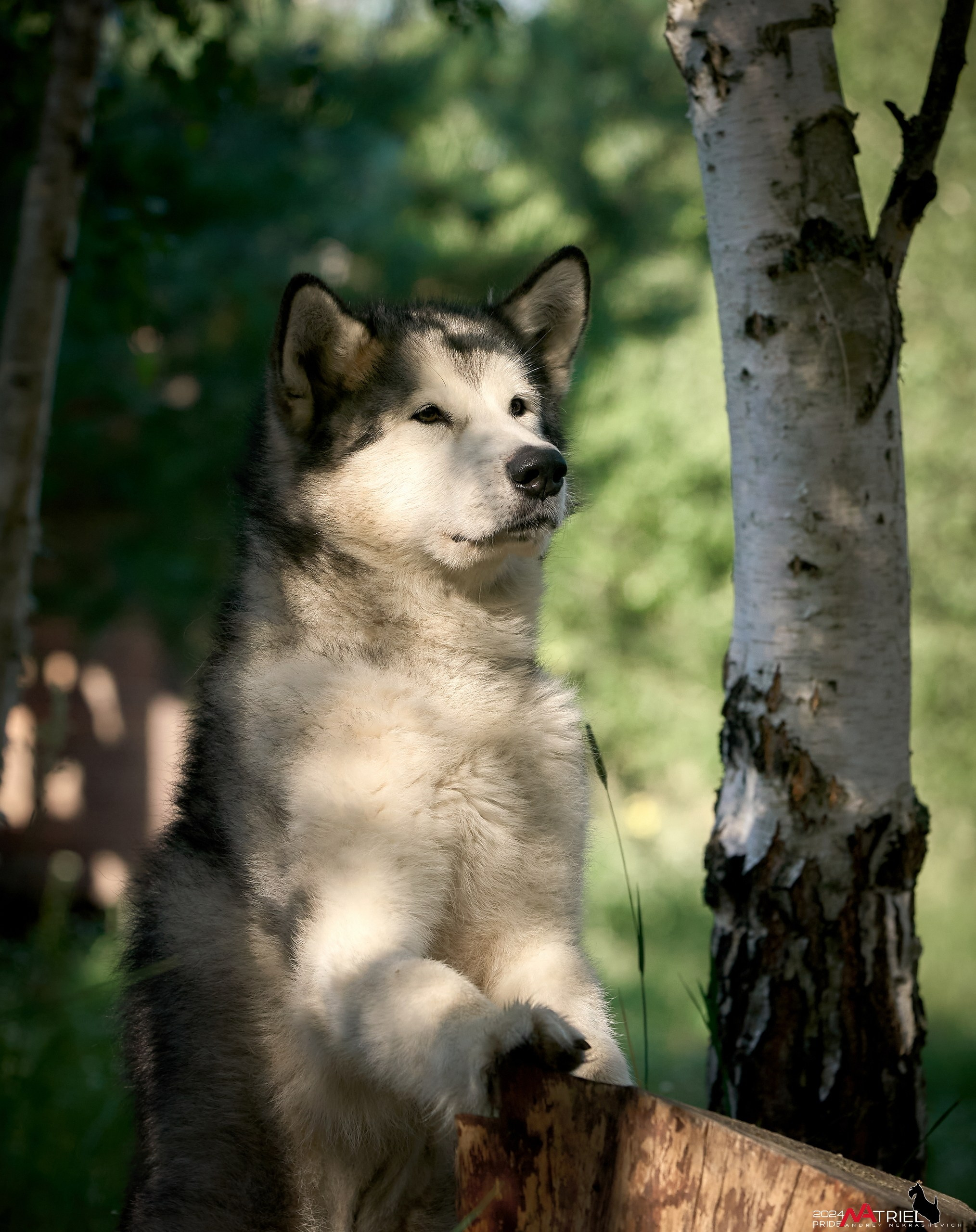 Репортаж из кинологического лагеря