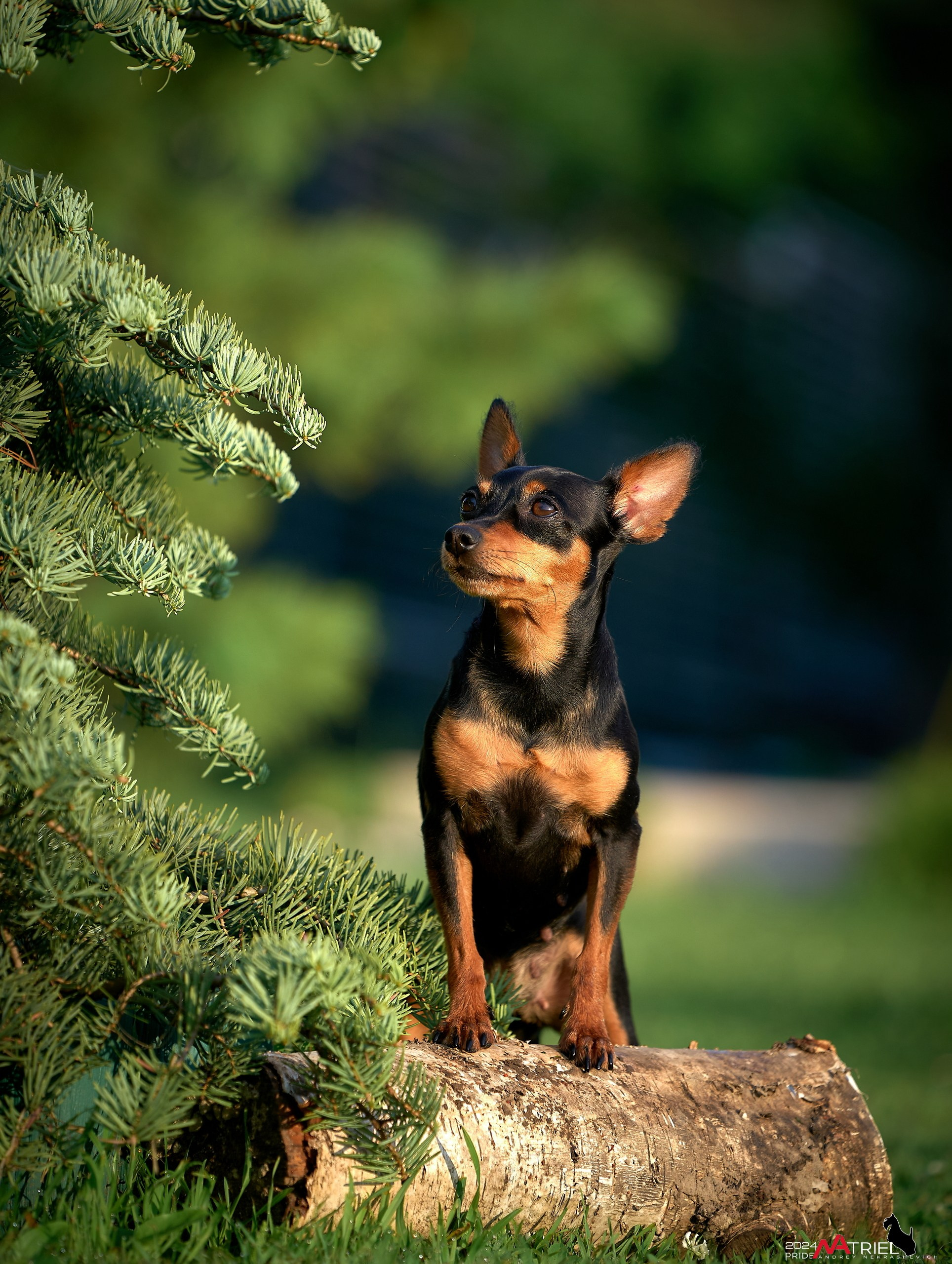 Фотопрогулка с крысариками