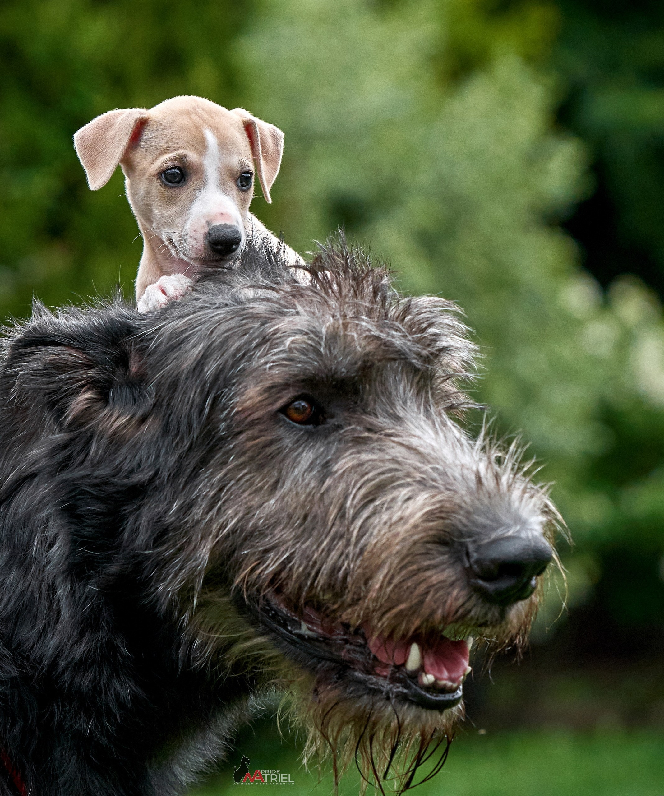 Щенки на прогулке — галерея NATRIEL