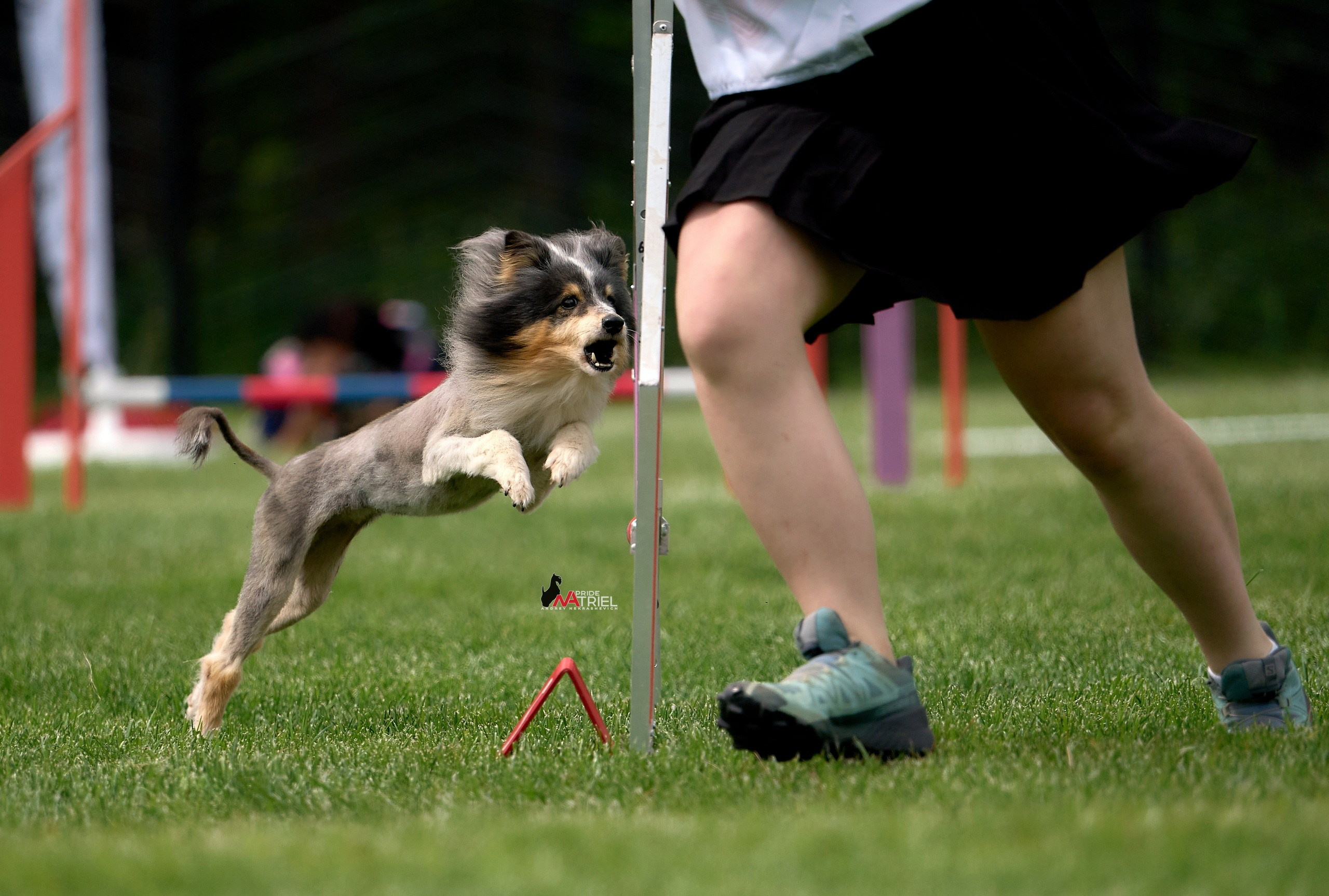 Аджилити — галерея NATRIEL