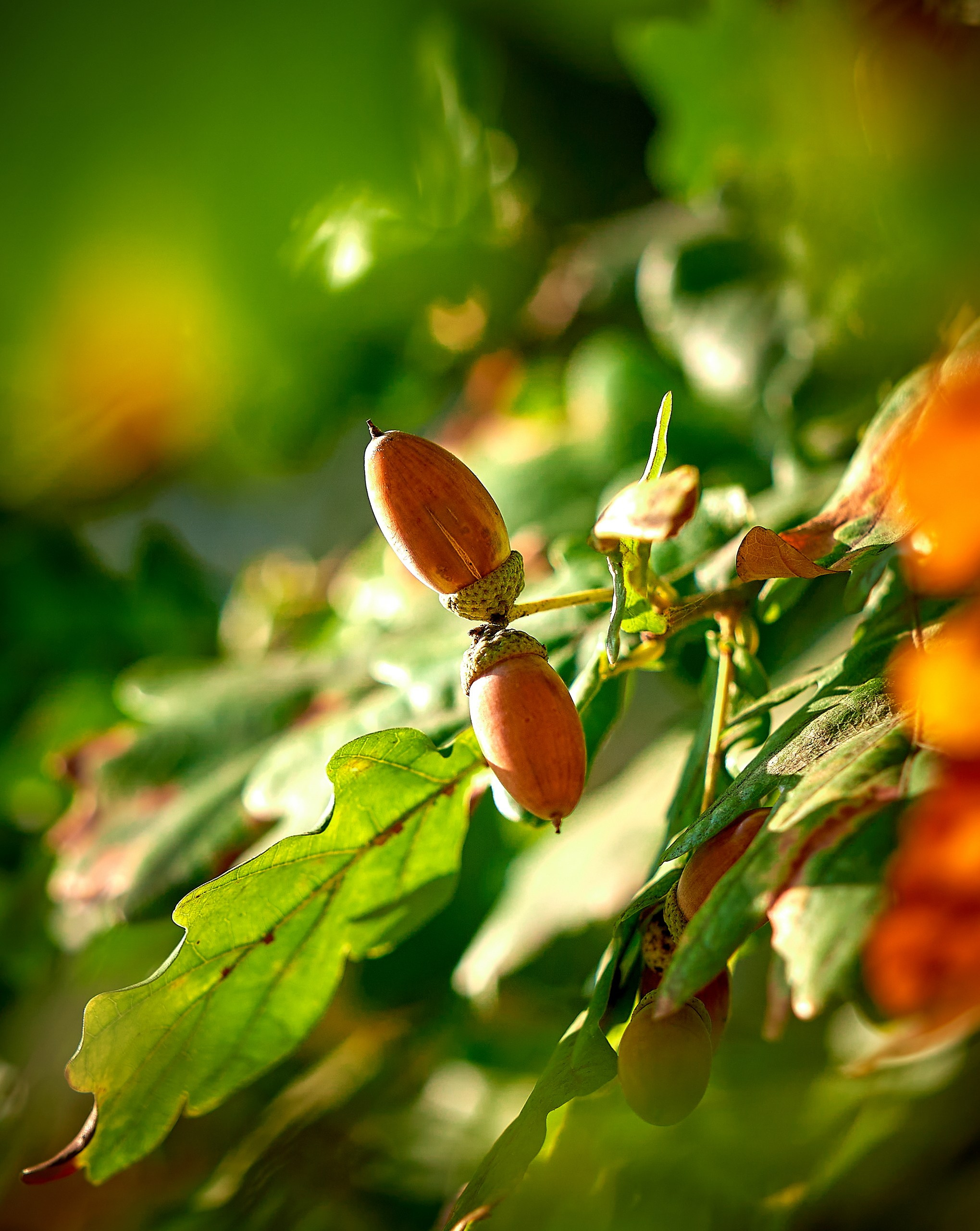 Лютики-цветочки — галерея NATRIEL