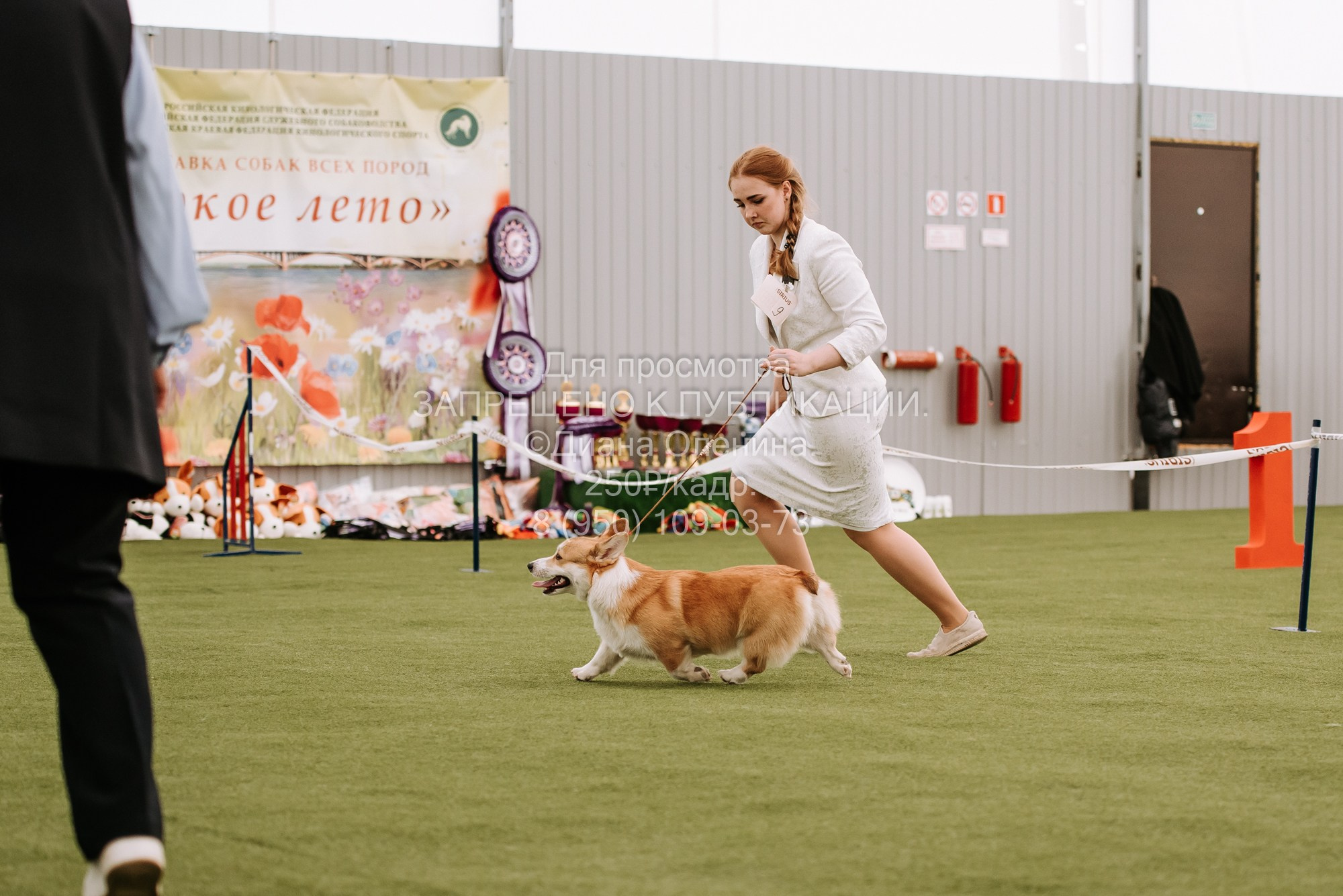 Выставка собак Красноярск 2.06. Фотограф Диана Оленина Красноярск / Братск