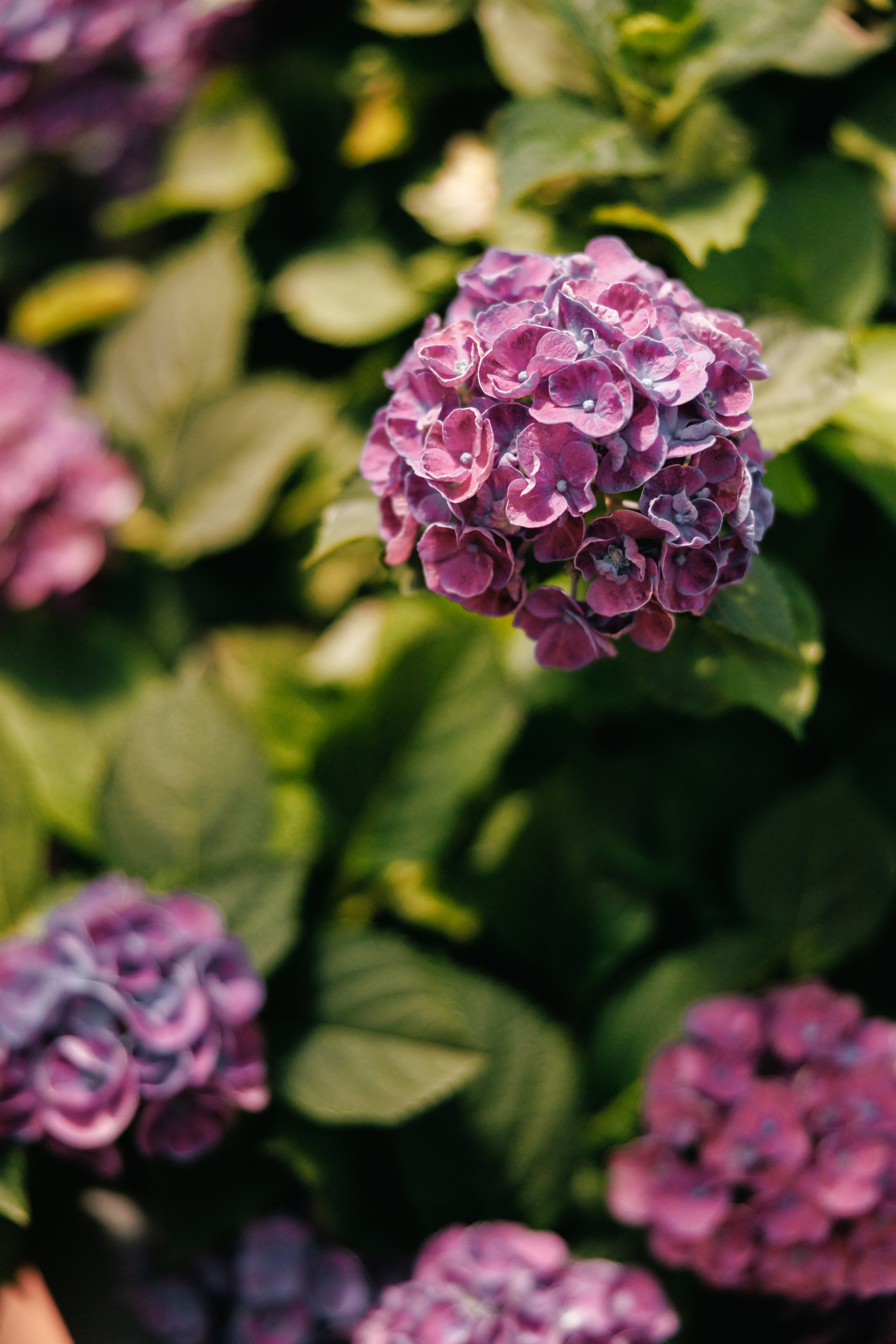 Пряности и радости на Васильевском острове. Репортажный фотограф в Санкт-Петербурге Жолудев Владислав