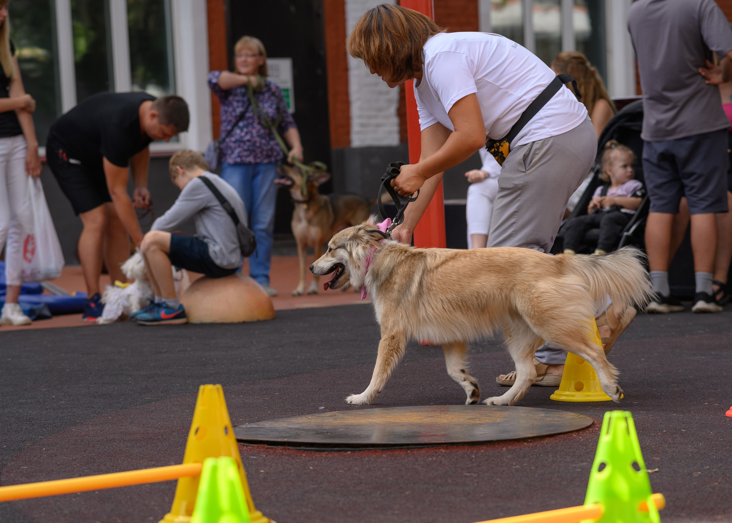 СобачийФест_РынокНаГоре_10082024. Фотограф Александр Данилов