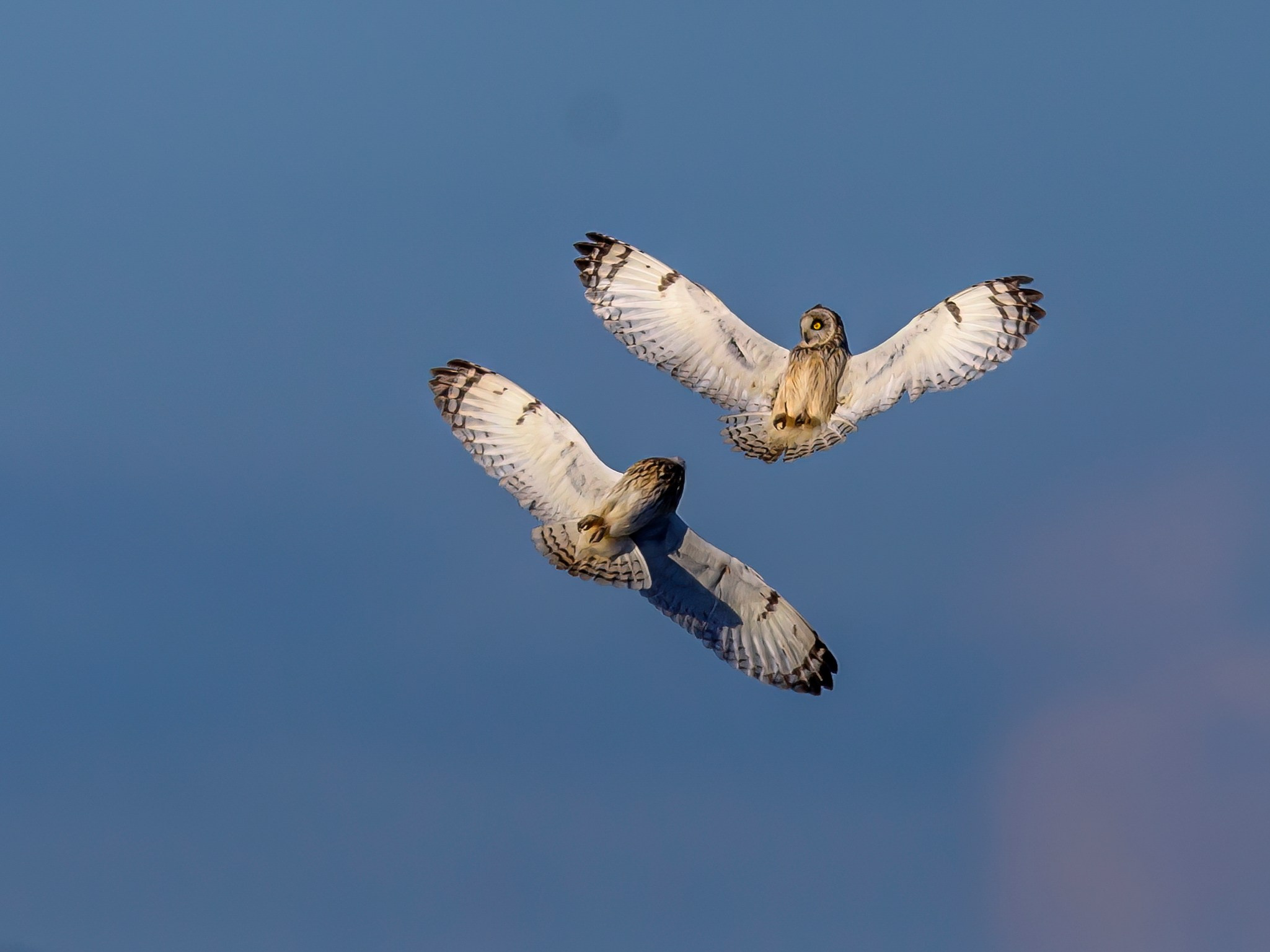 Short eared owl. Wildlife photography by Sergey Puponin