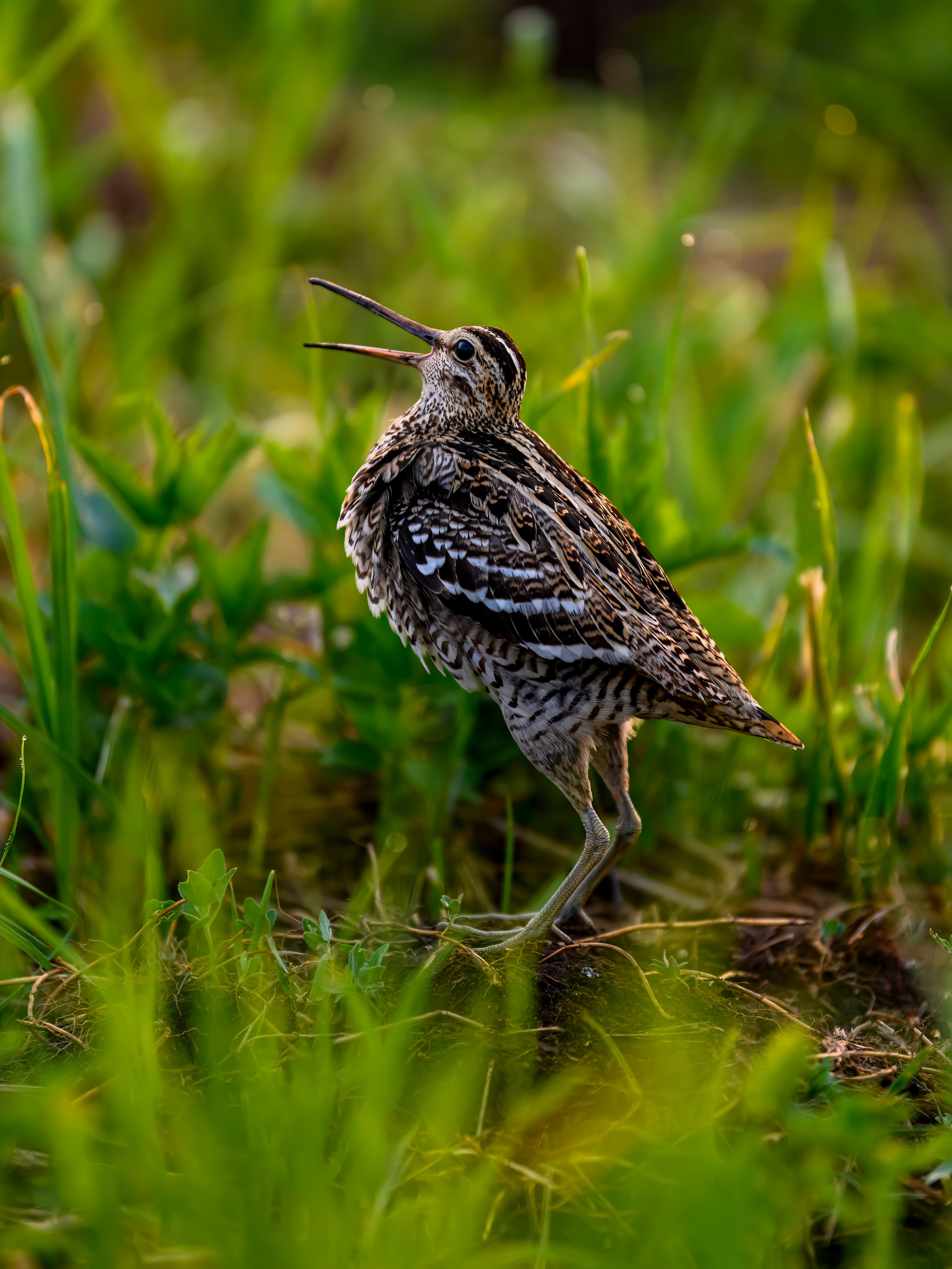 На дупелином току. Wildlife photography by Sergey Puponin
