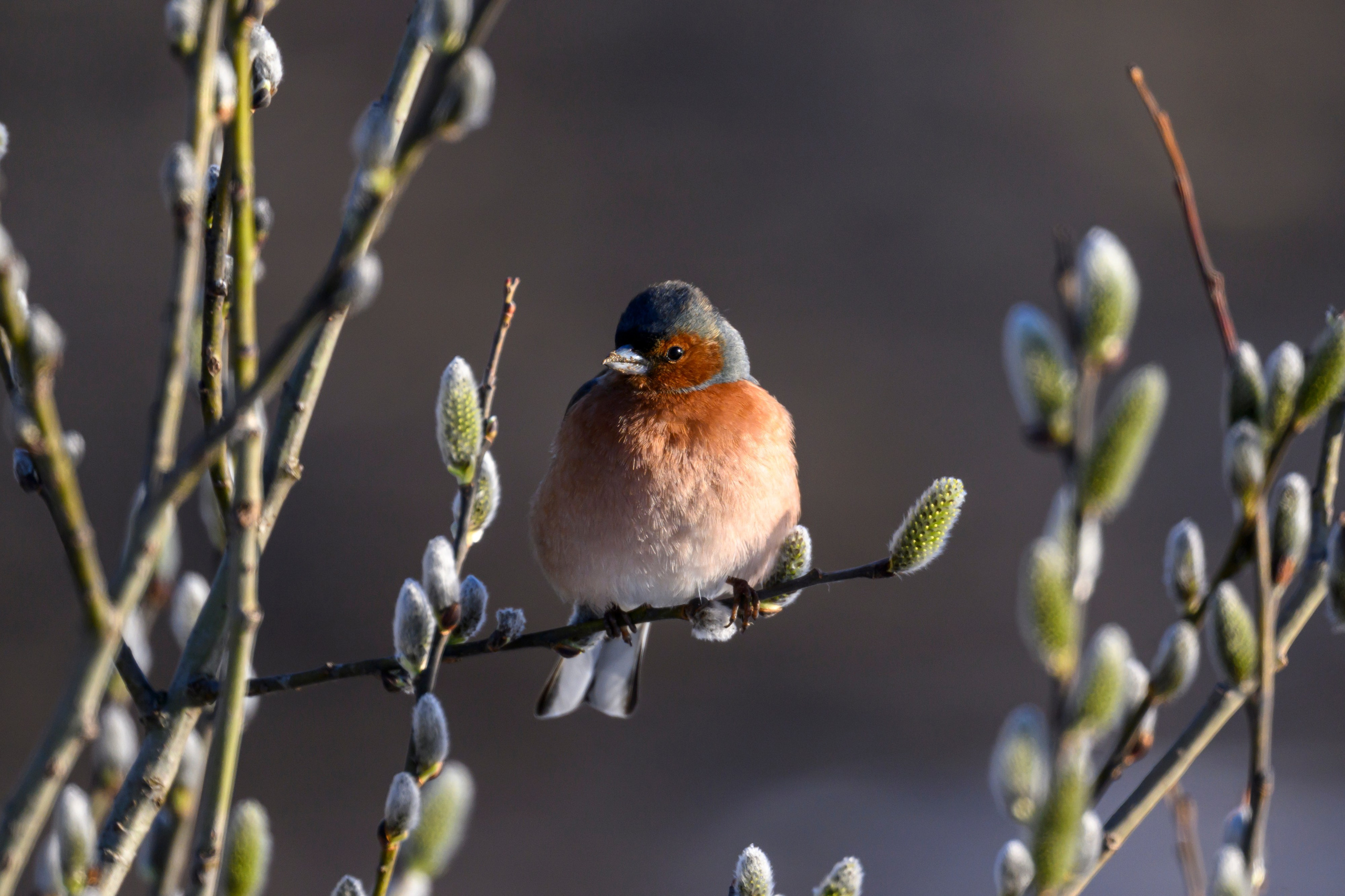 Зяблики. Wildlife photography by Sergey Puponin