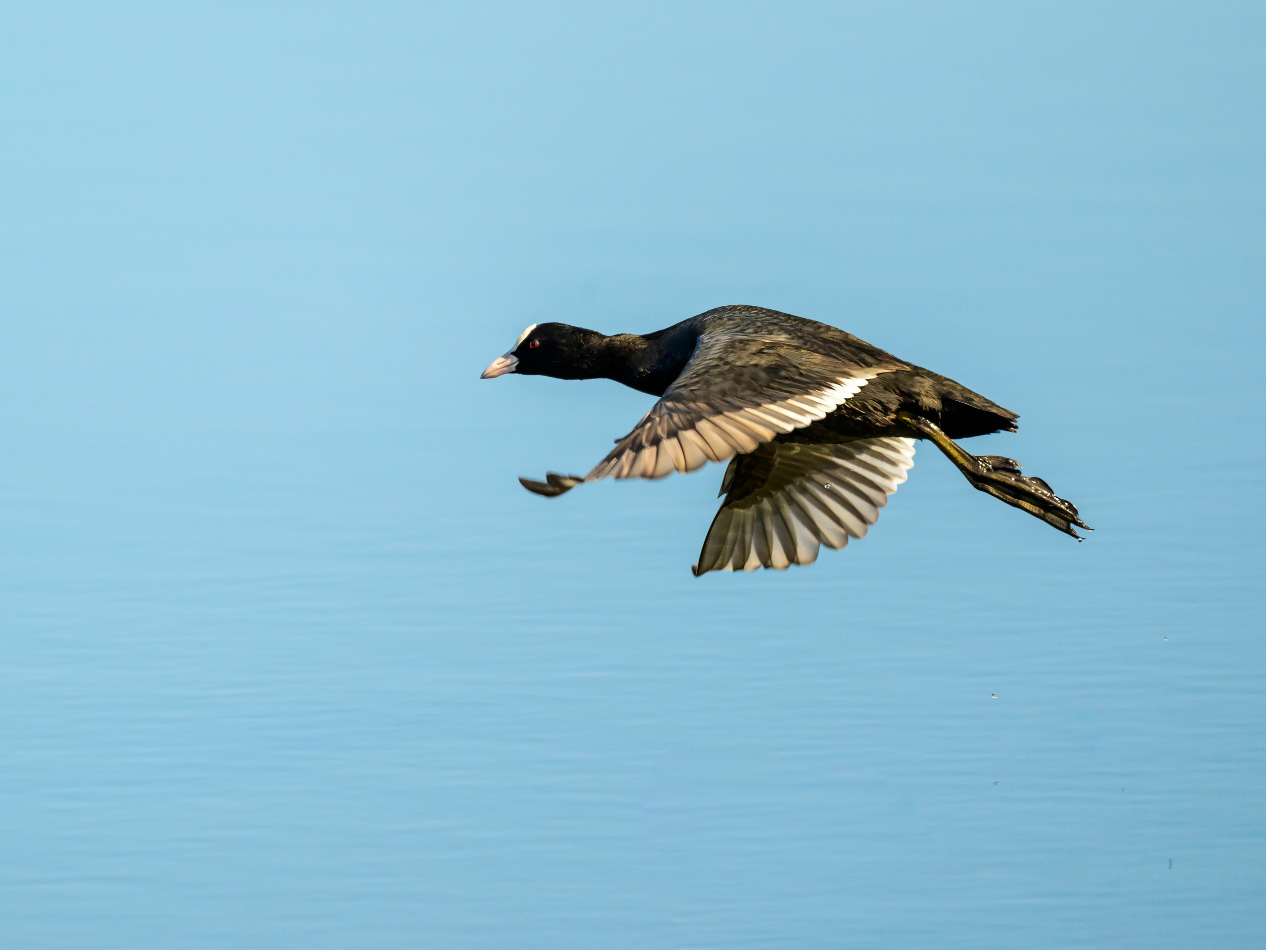 Норка и водоплавь. Фотограф Сергей Пупонин