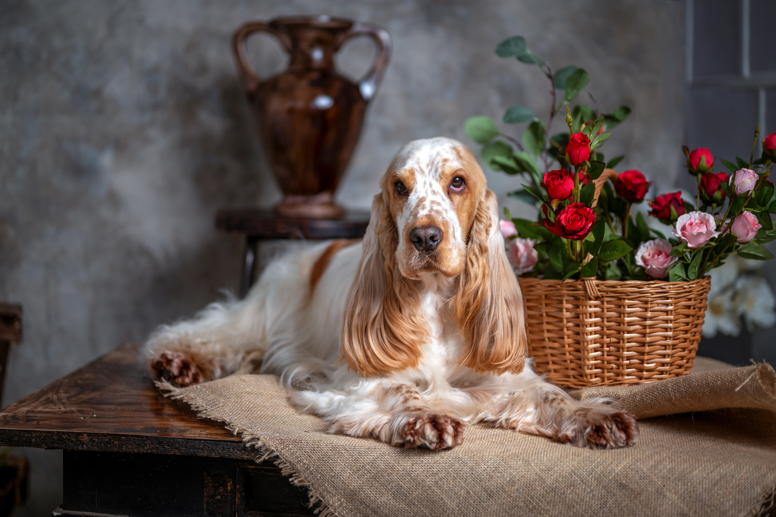 ЧЕДДЕР. Семейный и детский фотограф в Канске и Канском р-не, Красноярск и