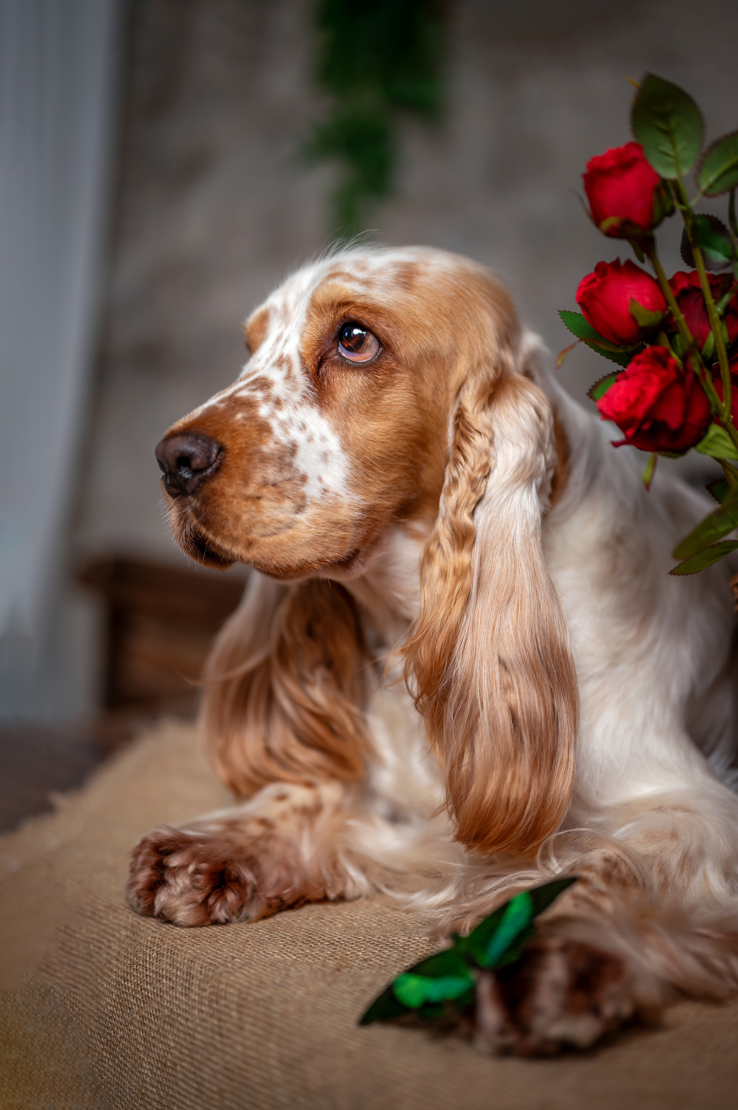 ЧЕДДЕР. Семейный и детский фотограф в Канске и Канском р-не, Красноярск и