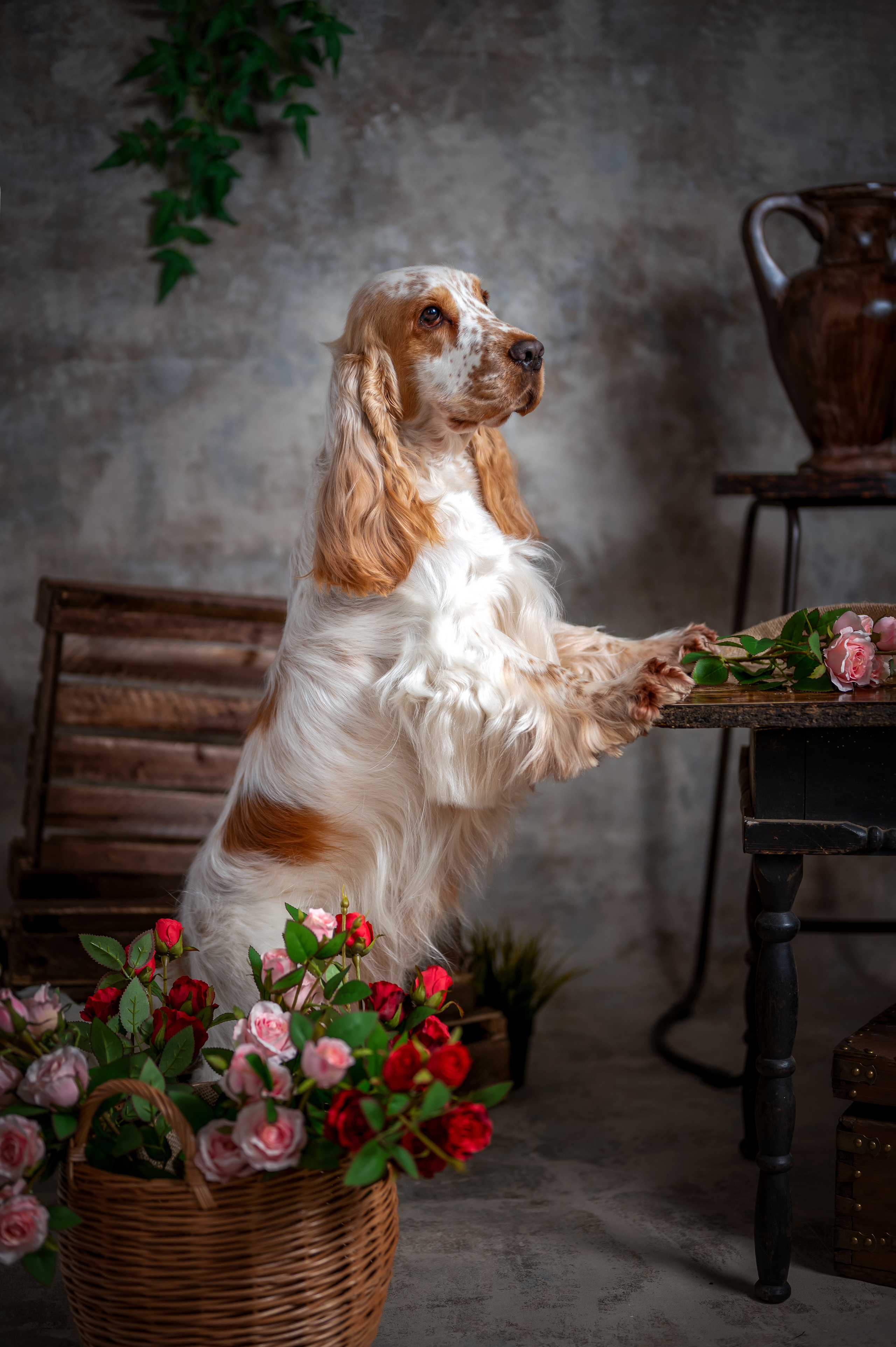 ЧЕДДЕР. Семейный и детский фотограф в Канске и Канском р-не, Красноярск и