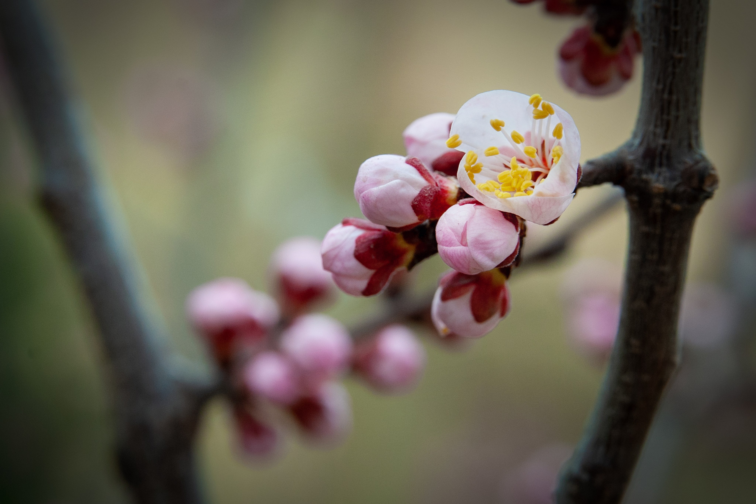 Весна. FotoGraf