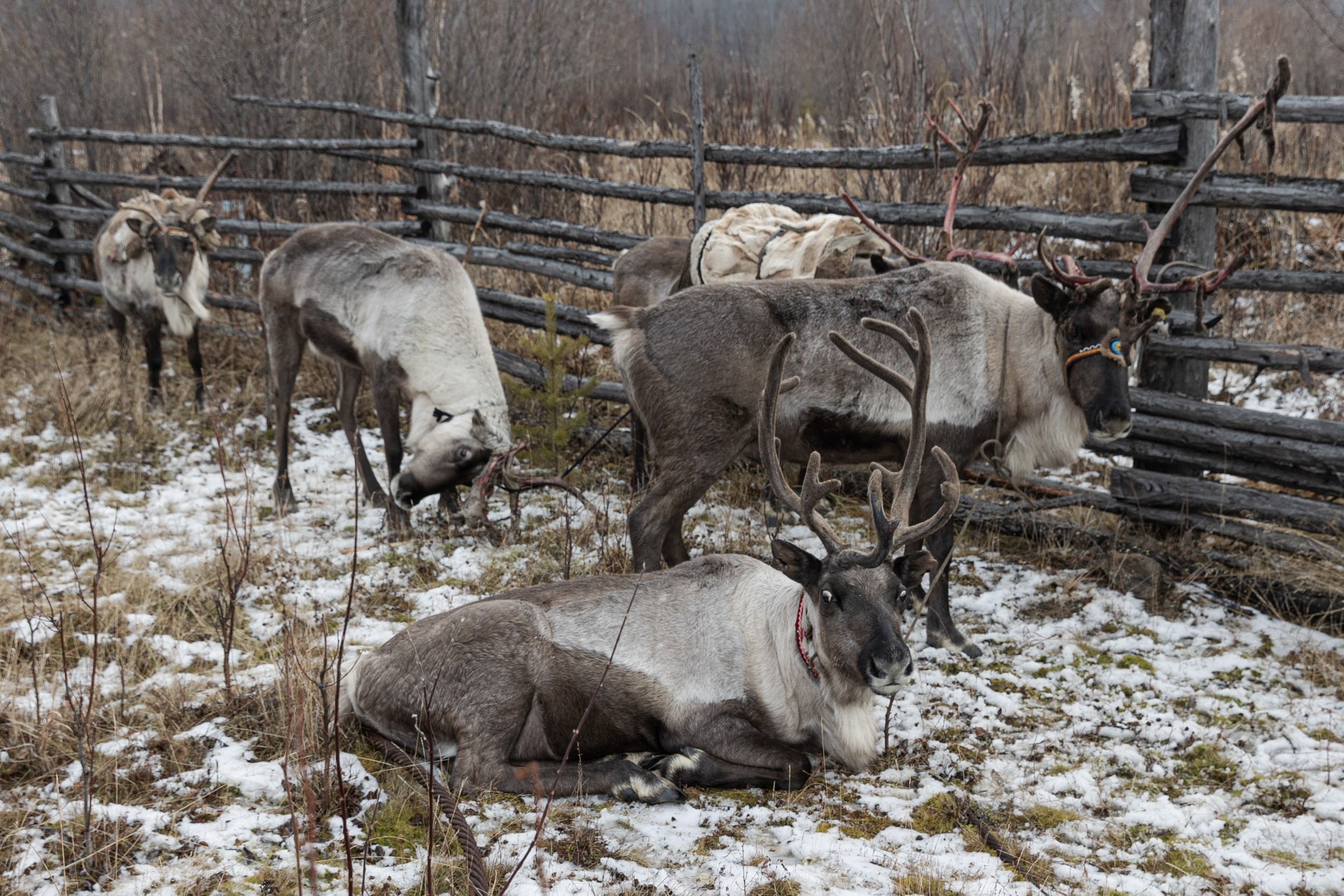 Сурена для Regnum. Юлия Невская режиссер и сценарист документального кино, документальный фотограф