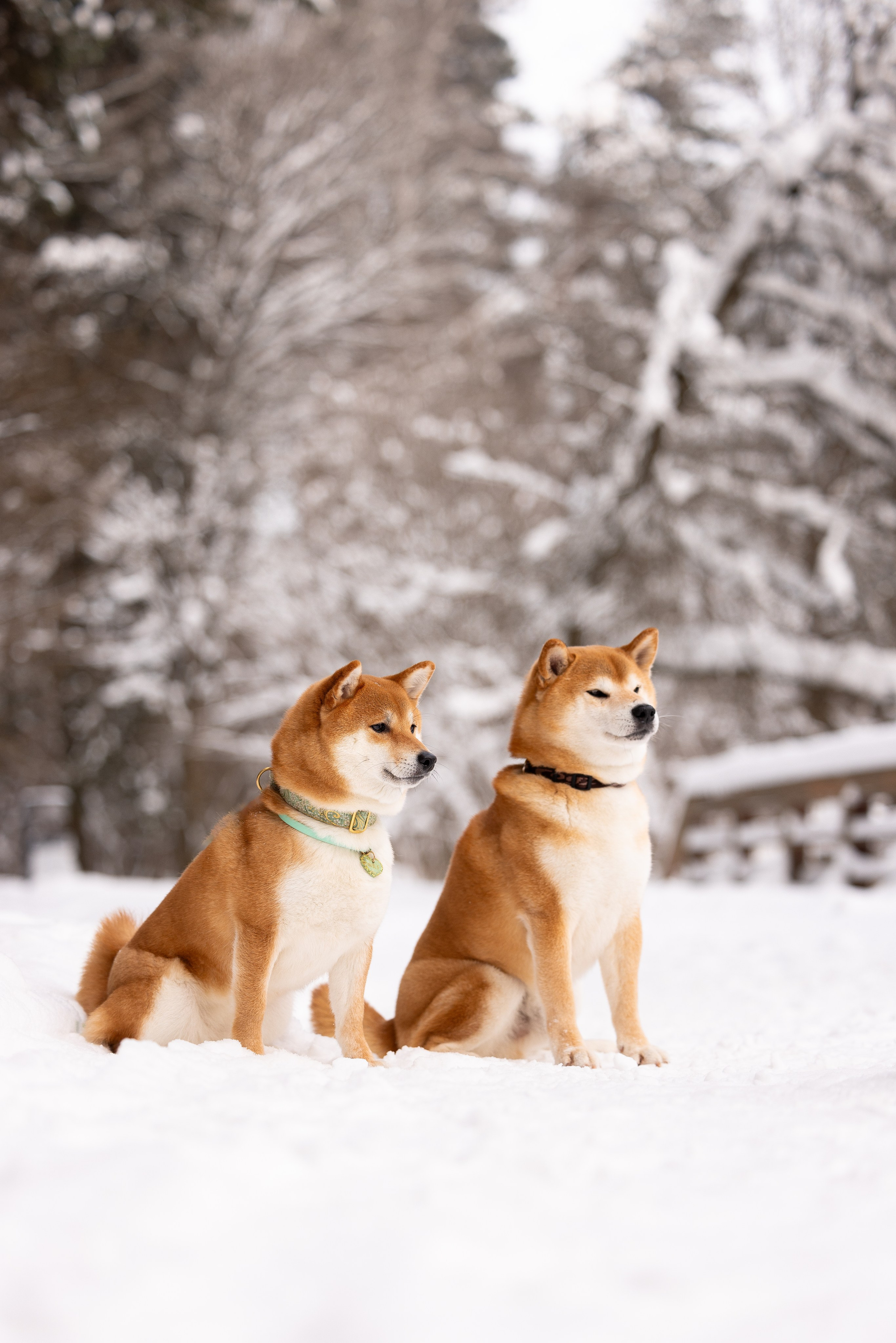 Юми, Серж и Тоши. Фотограф и видеограф анималист Аганина Дарья
