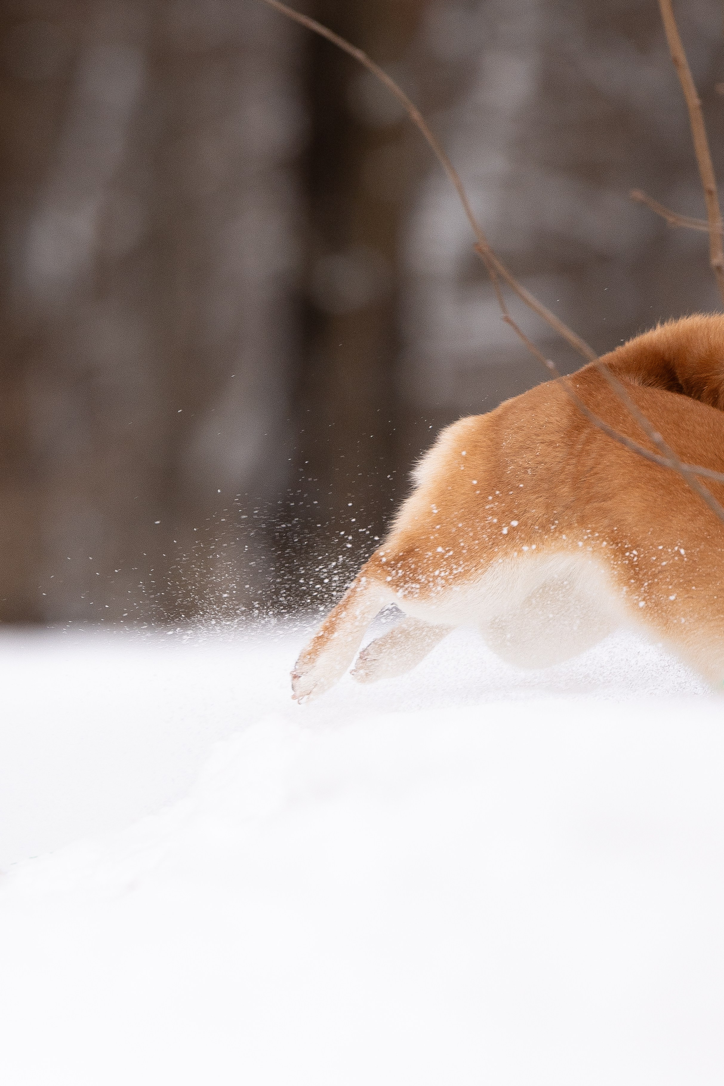 Юми, Серж и Тоши. Фотограф и видеограф анималист Аганина Дарья