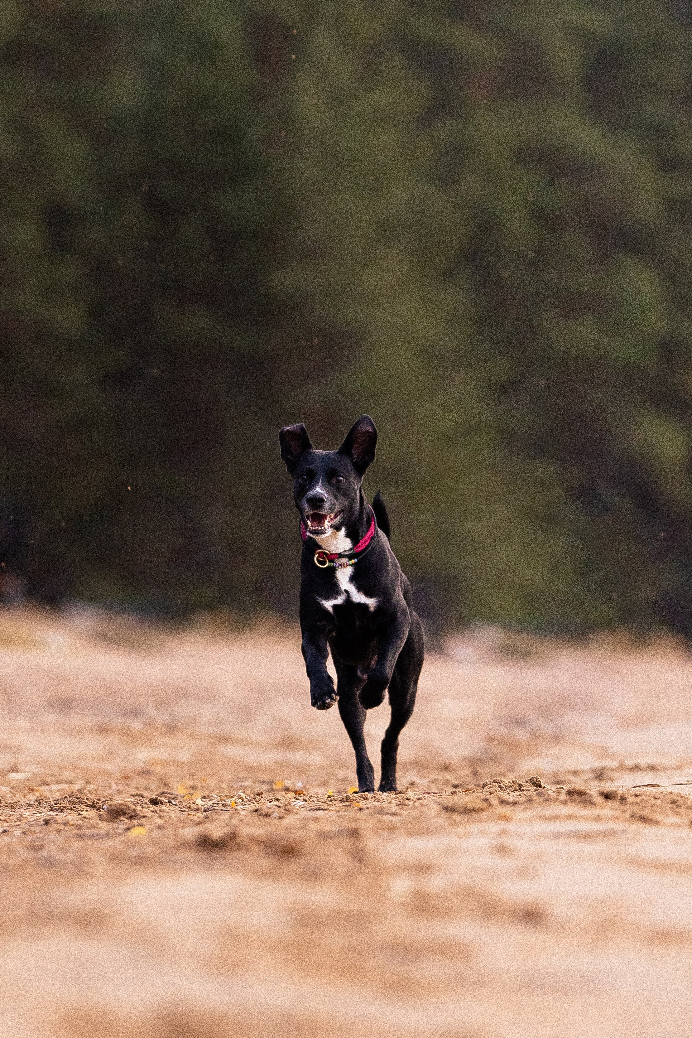 Karelia. Фотограф и видеограф анималист Аганина Дарья
