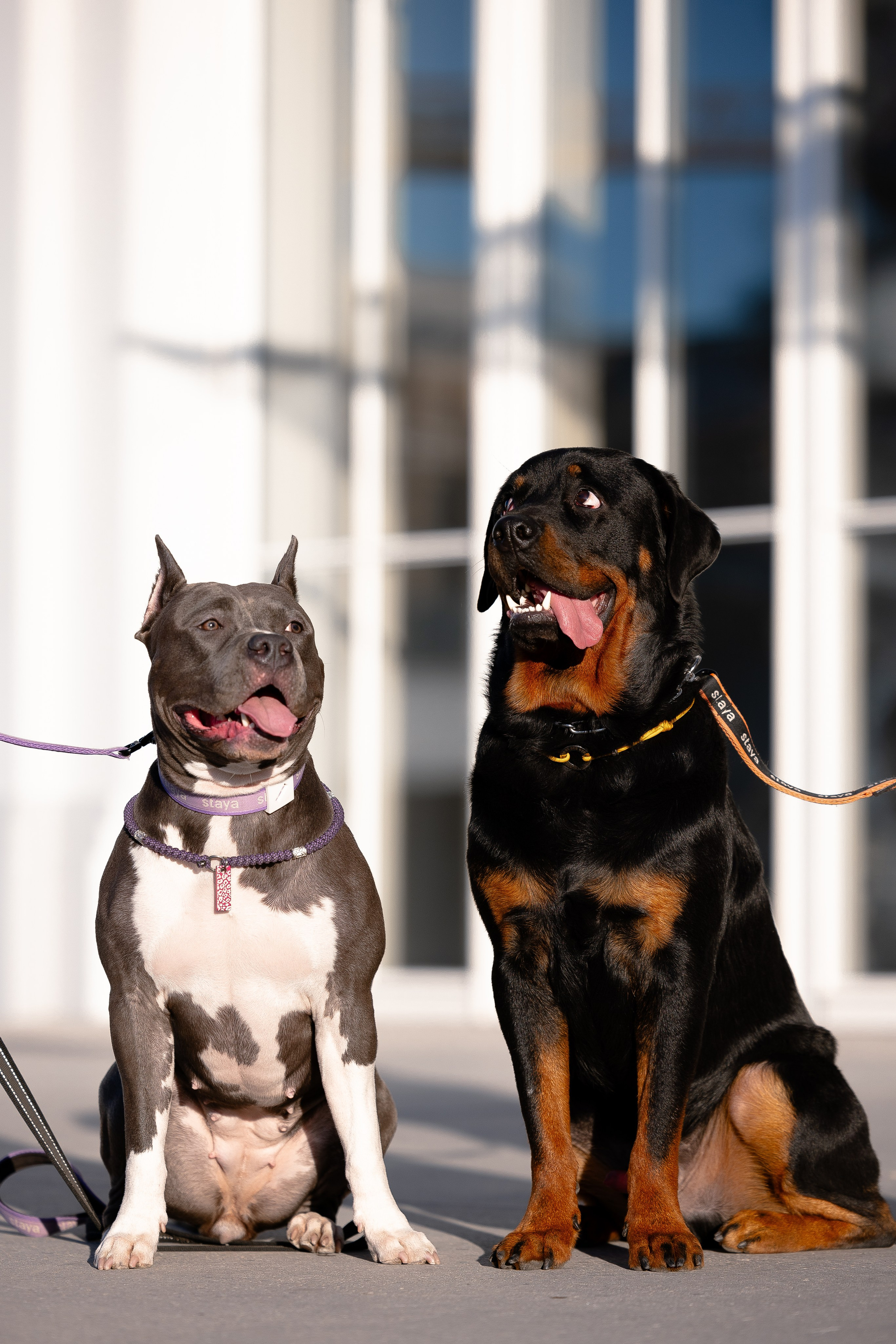 Катя, Леша, Трой и Лея. Фотограф и видеограф анималист Аганина Дарья