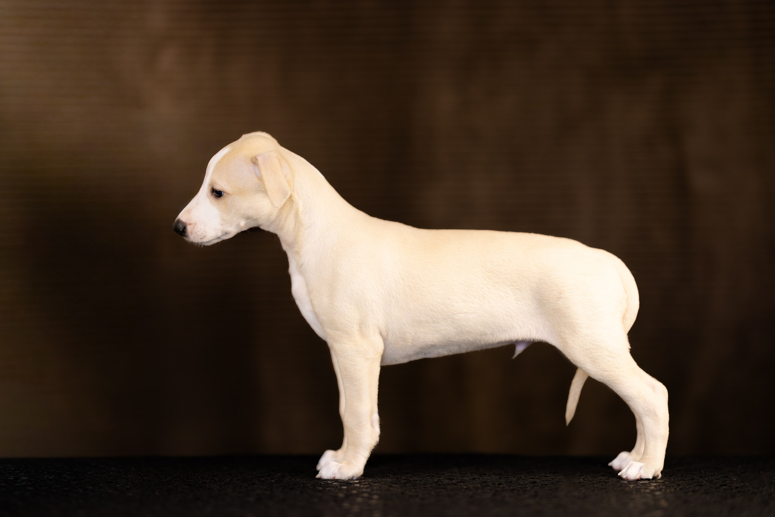 Уиппет. Фотограф и видеограф анималист Аганина Дарья