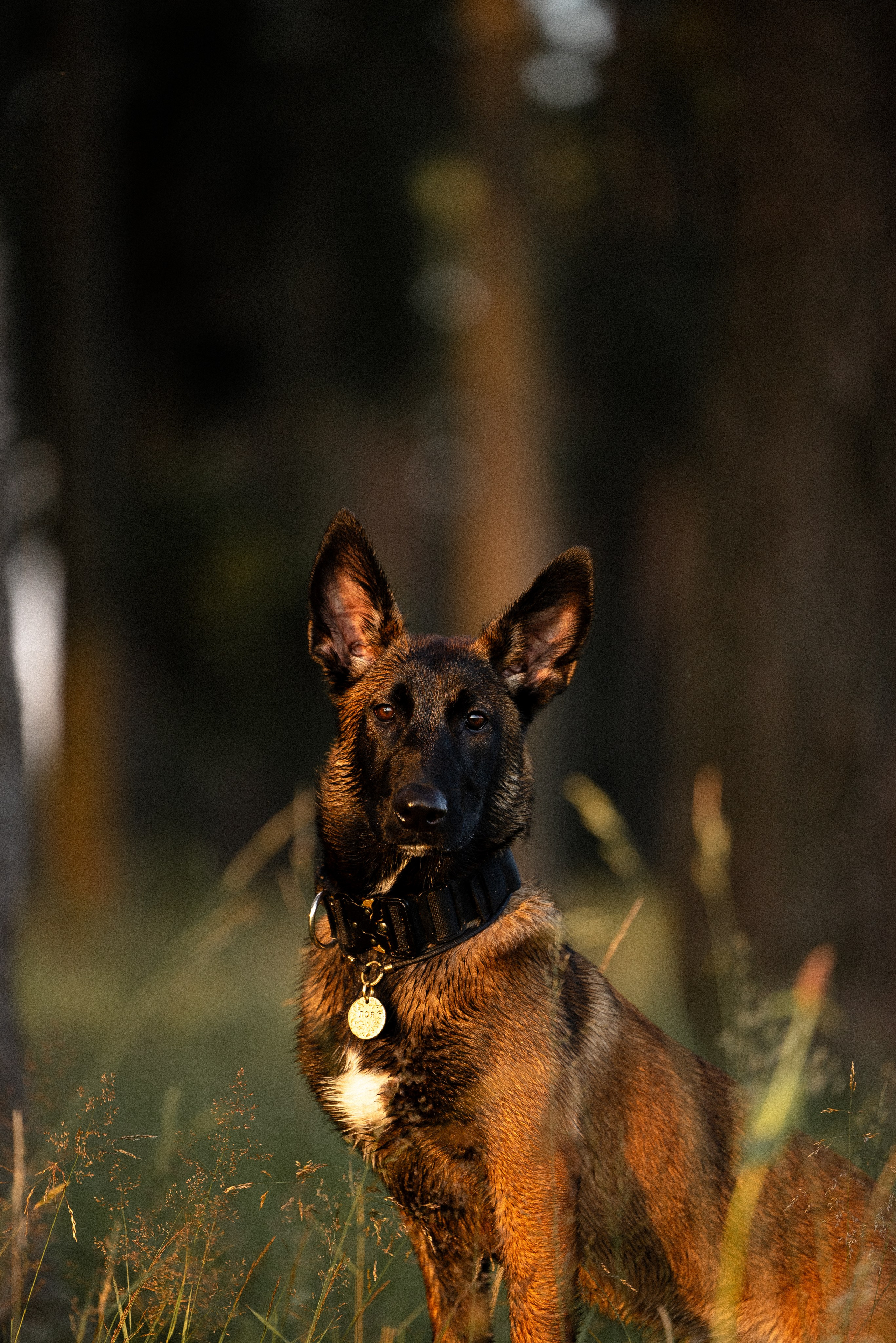 Галина и Лоя. Фотограф и видеограф анималист Аганина Дарья