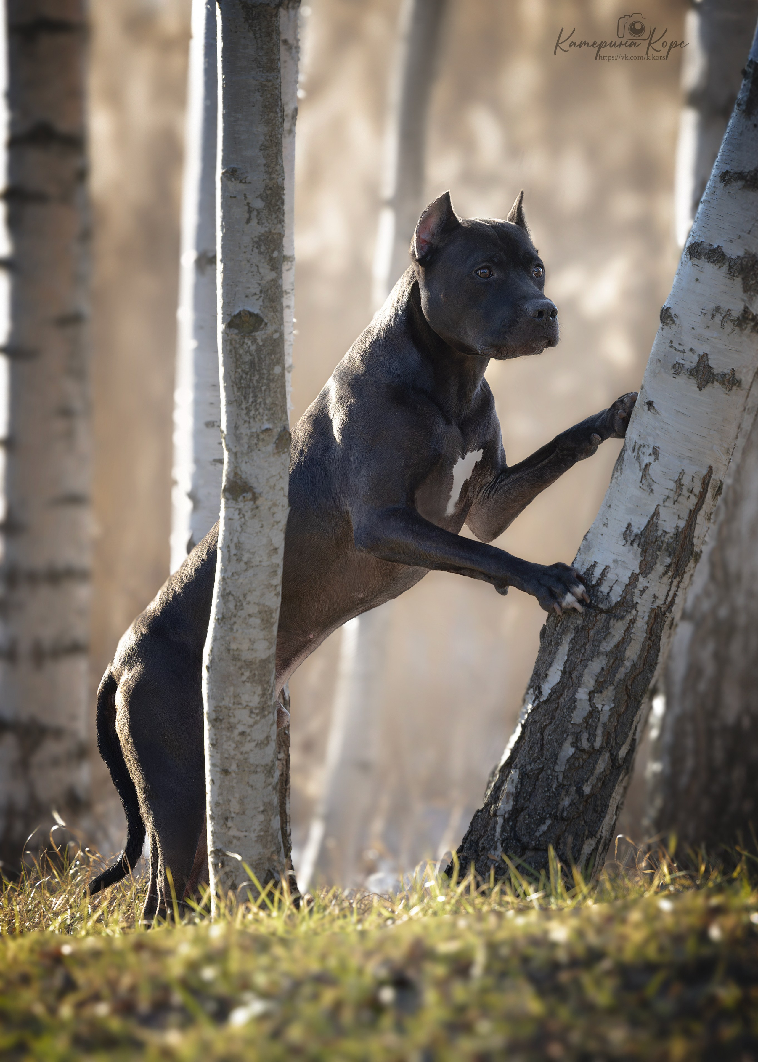 АПБТ DRAGON'S JOKER. Главная