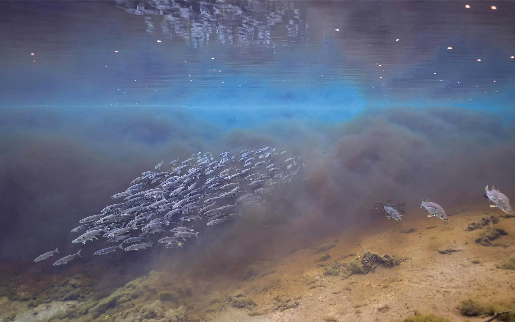 2024 год в объективе фотографов National Geographic. Фотограф Михаил Мордасов, Сочи. Мероприятия, портреты, спорт, репортаж