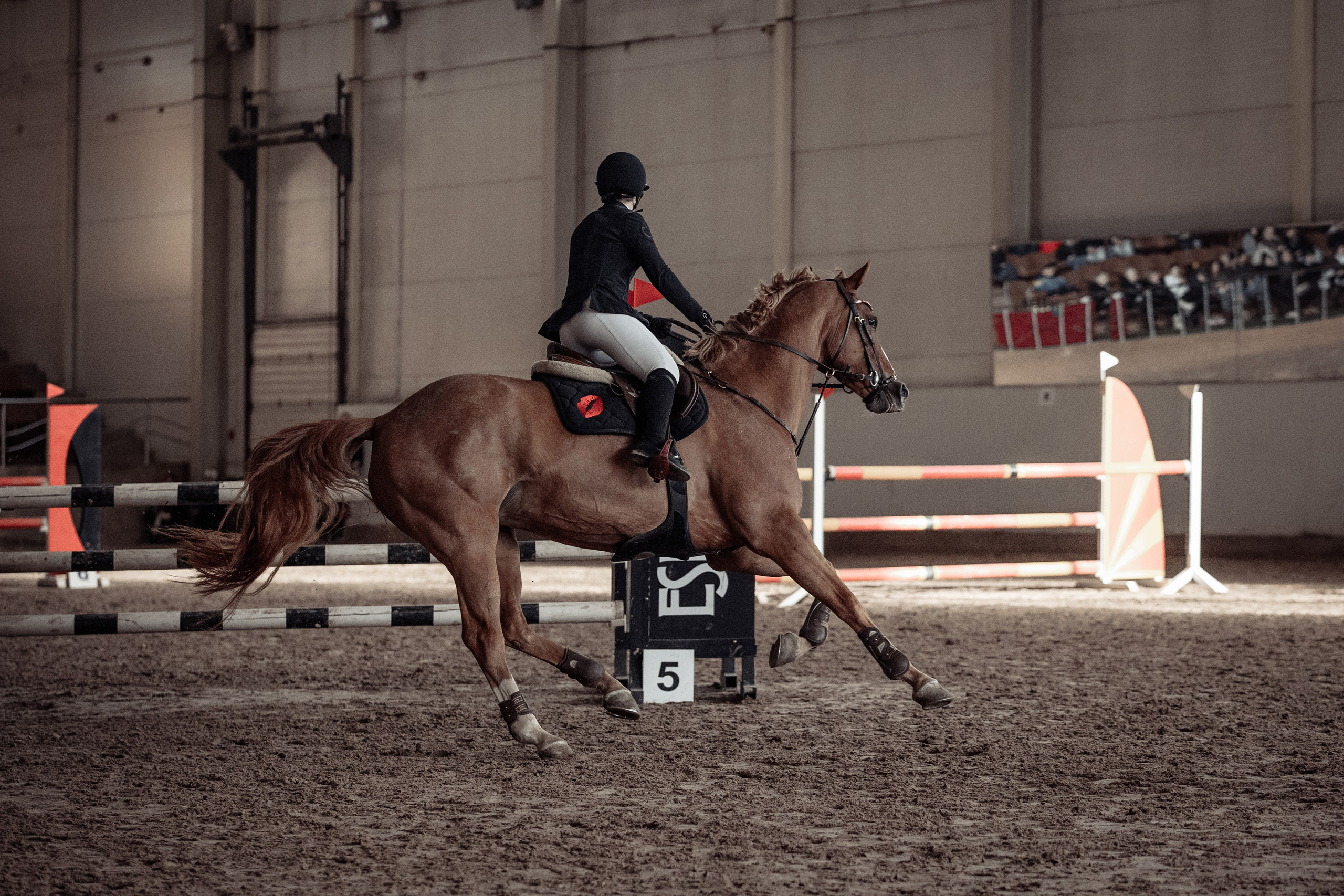 Лошади Евы Демидовой. Ева Демидова. Спортсмен по конкуру в Санкт-Петербуре