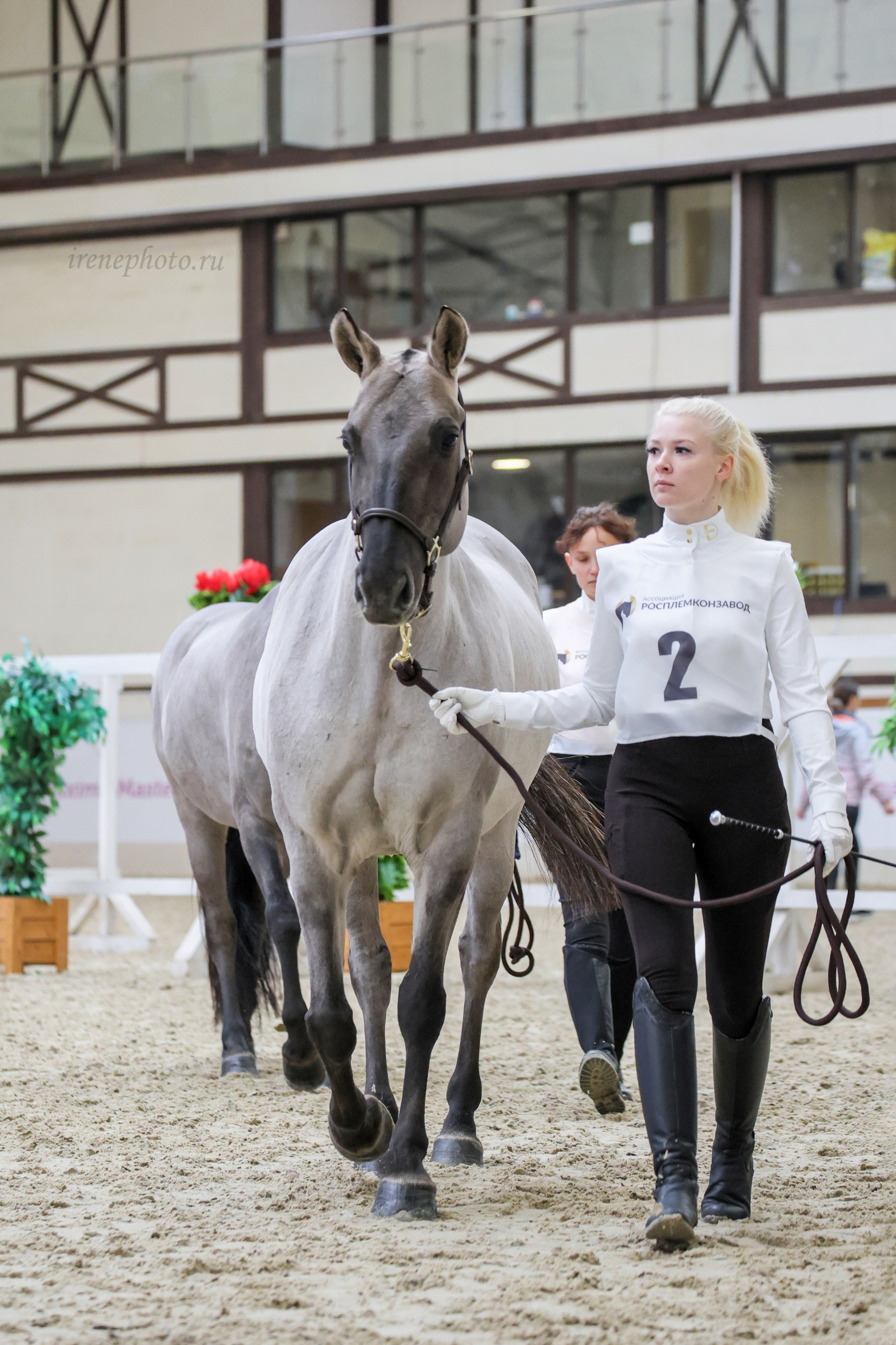 Конная Россия 2024. Irenephoto.ru