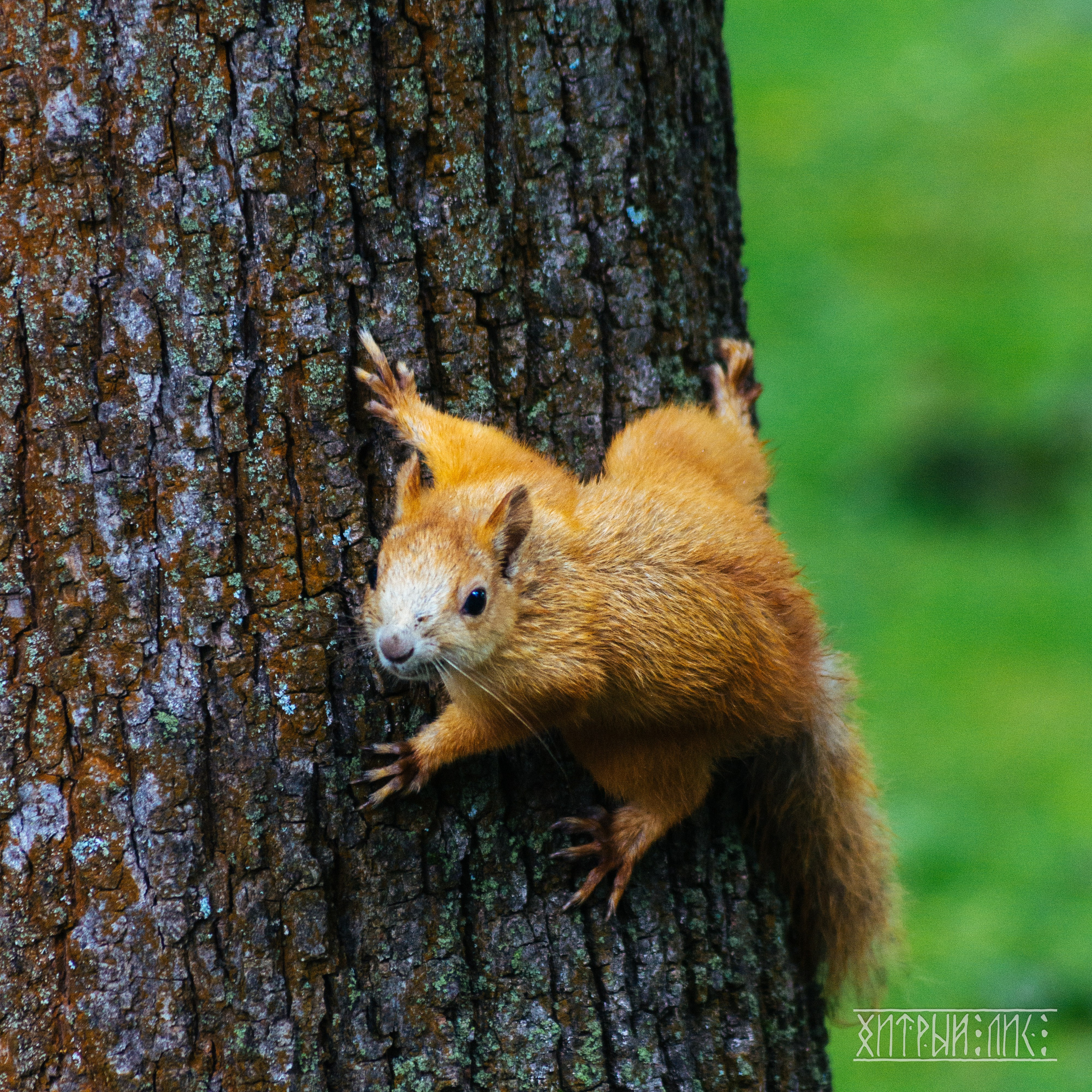 Беларусь. Фотограф-путешественник Самойлов Максим «Sly Fox»
