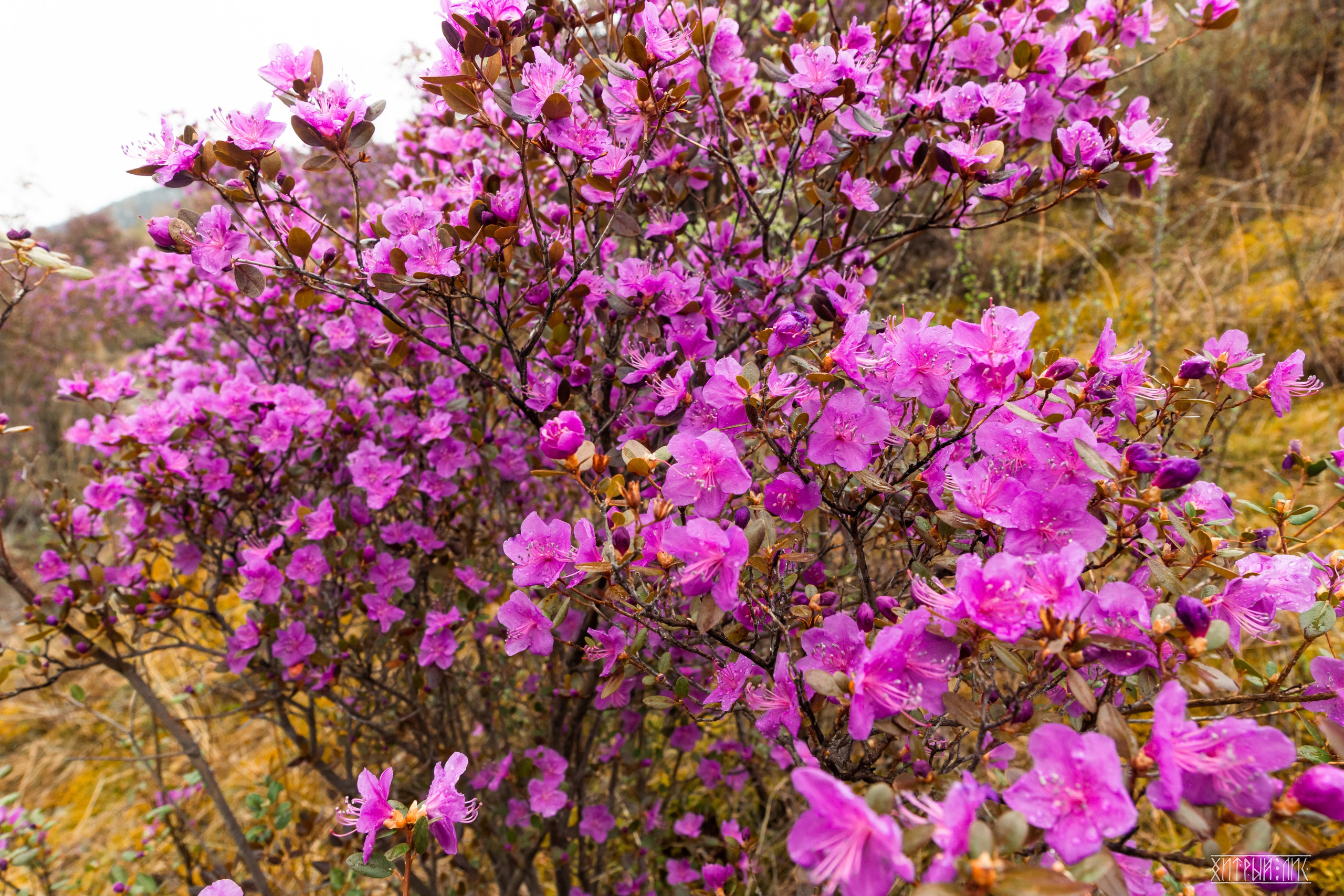 Алтай. Фотограф-путешественник Самойлов Максим «Sly Fox»