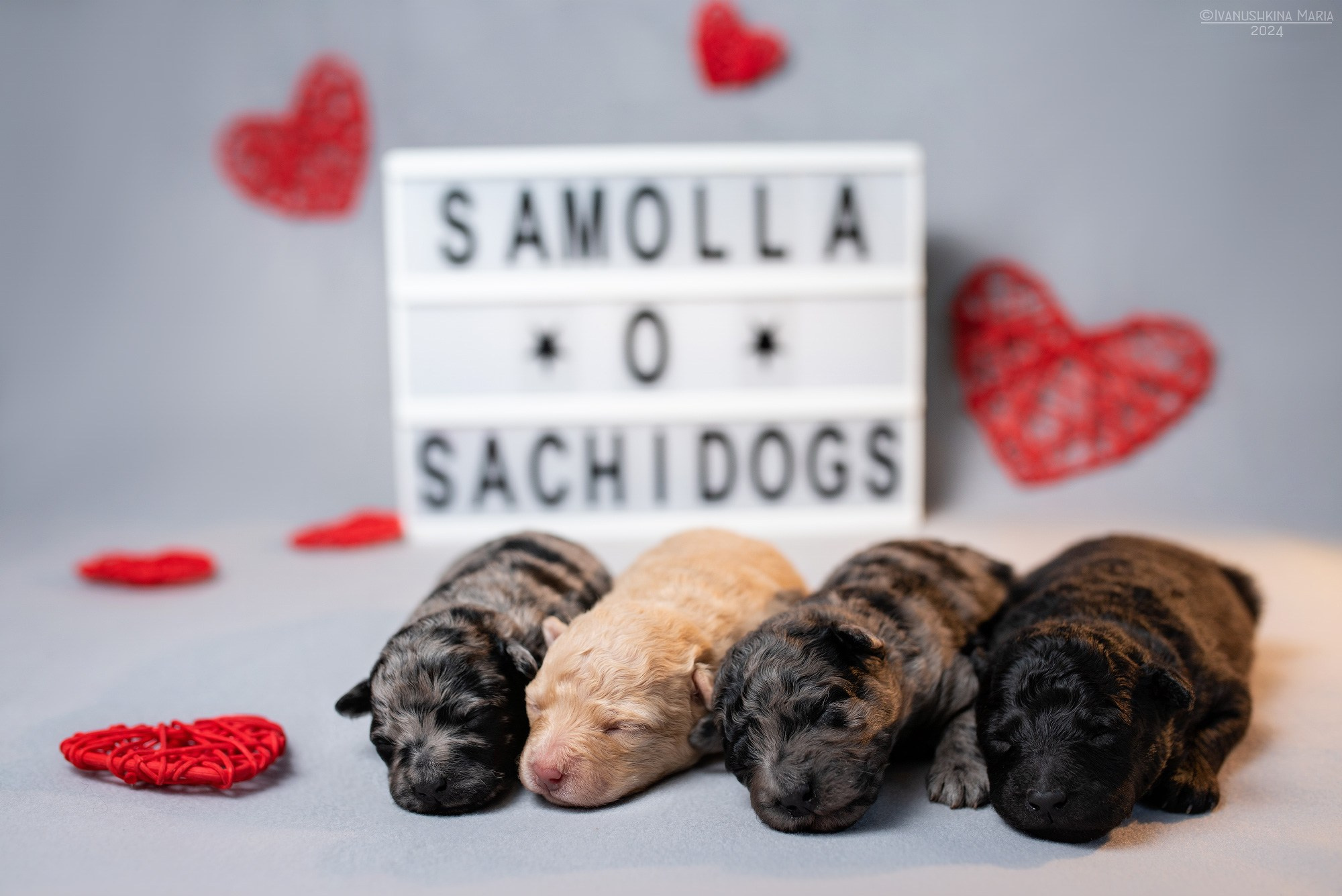 Ньюборн фотосессия щенков. Фотограф собак в Москве и Московской области Иванушкина Мария