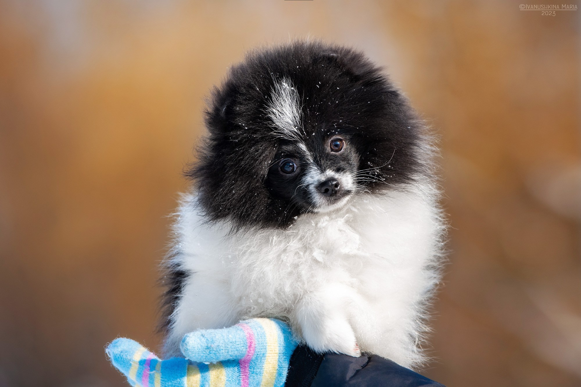 Фотосессия щенков на продажу. Фотограф собак в Москве и Московской области Иванушкина Мария