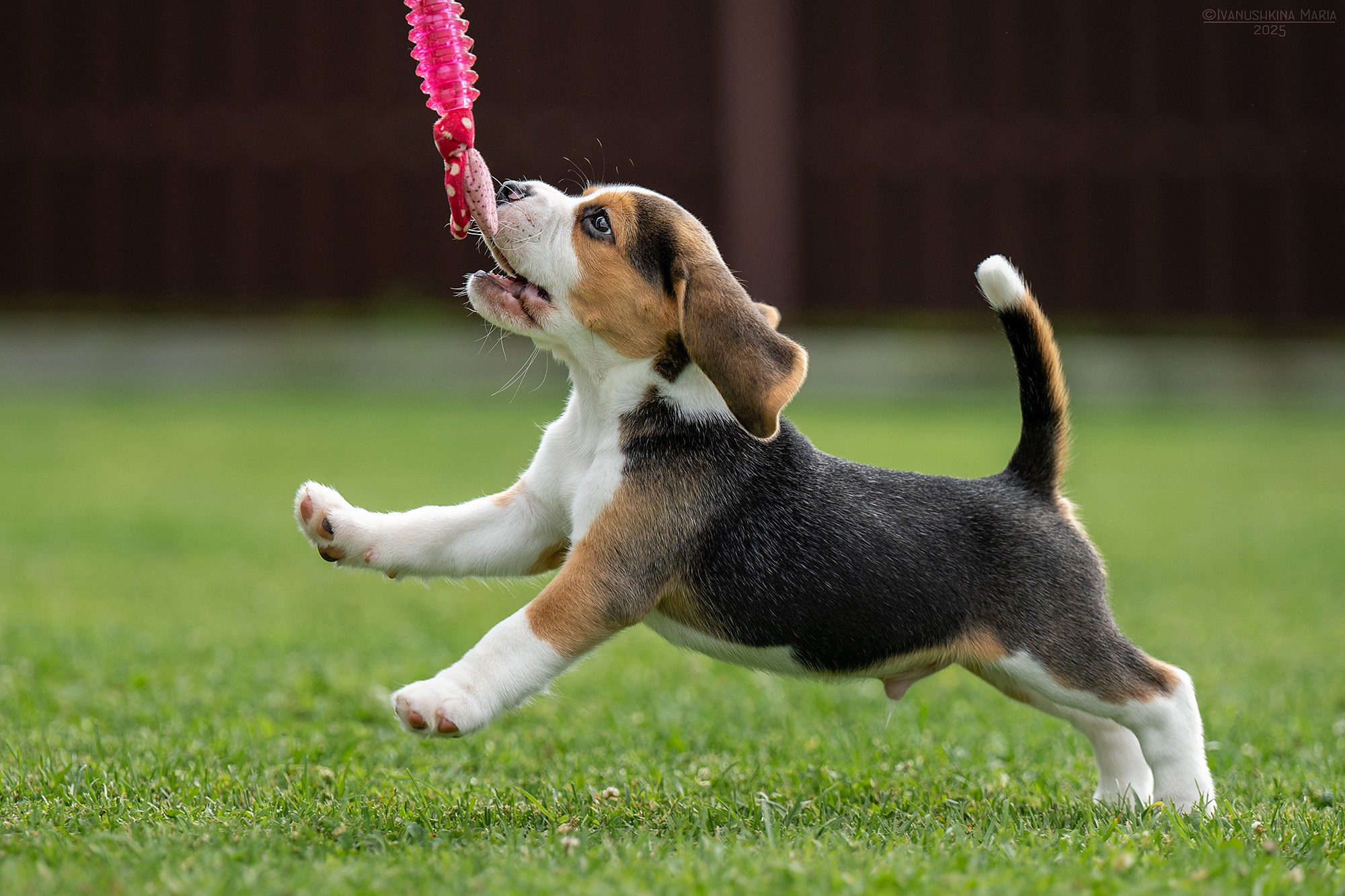 Фотосессия щенков на продажу. Фотограф собак в Москве и Московской области Иванушкина Мария