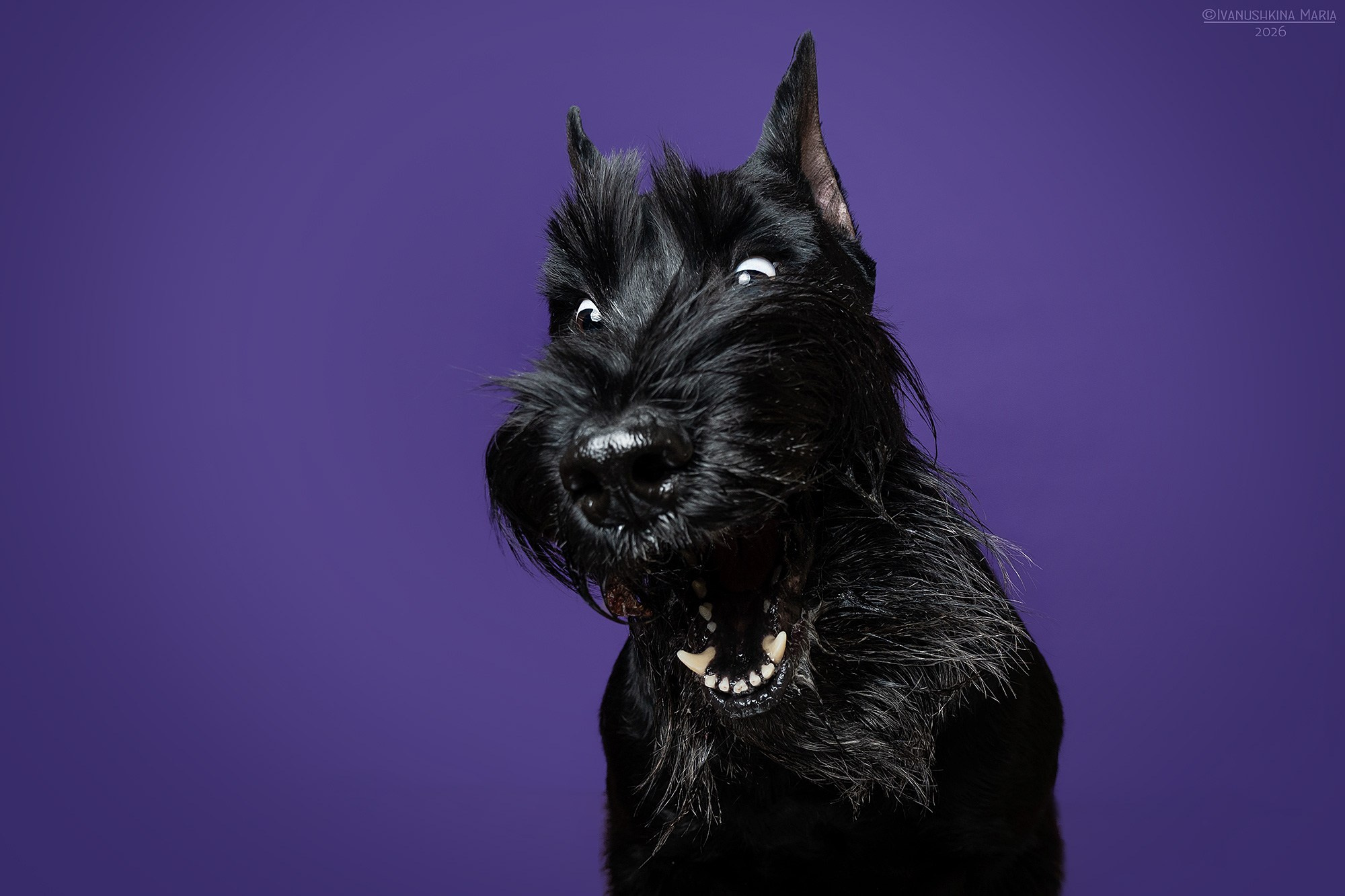 Фотосессия собаки в студии. Фотограф собак в Москве и Московской области Иванушкина Мария