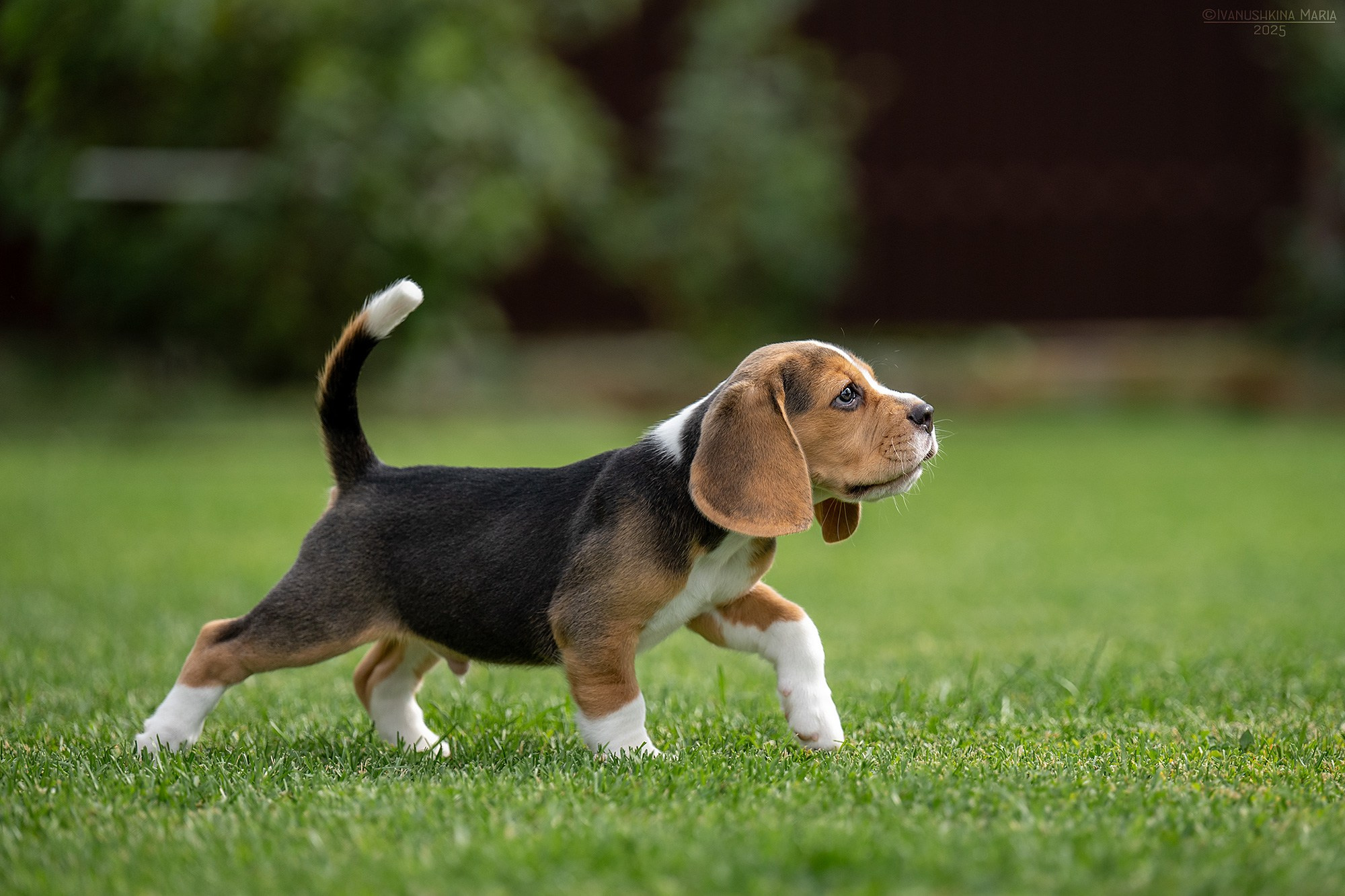 Фотосессия щенков на продажу. Фотограф собак в Москве и Московской области Иванушкина Мария