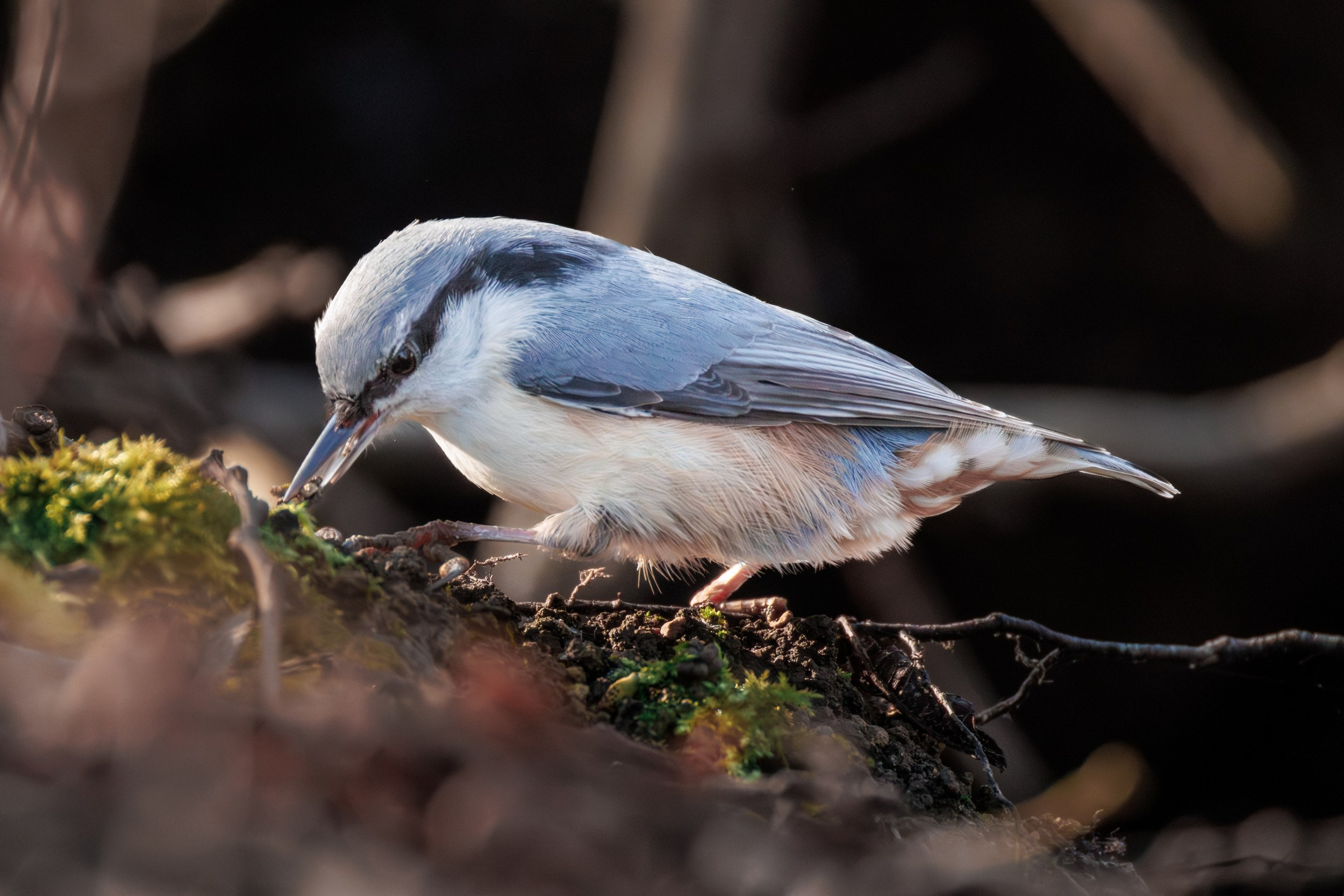 Поползень. Фотограф дикой природы Роман Исаенков