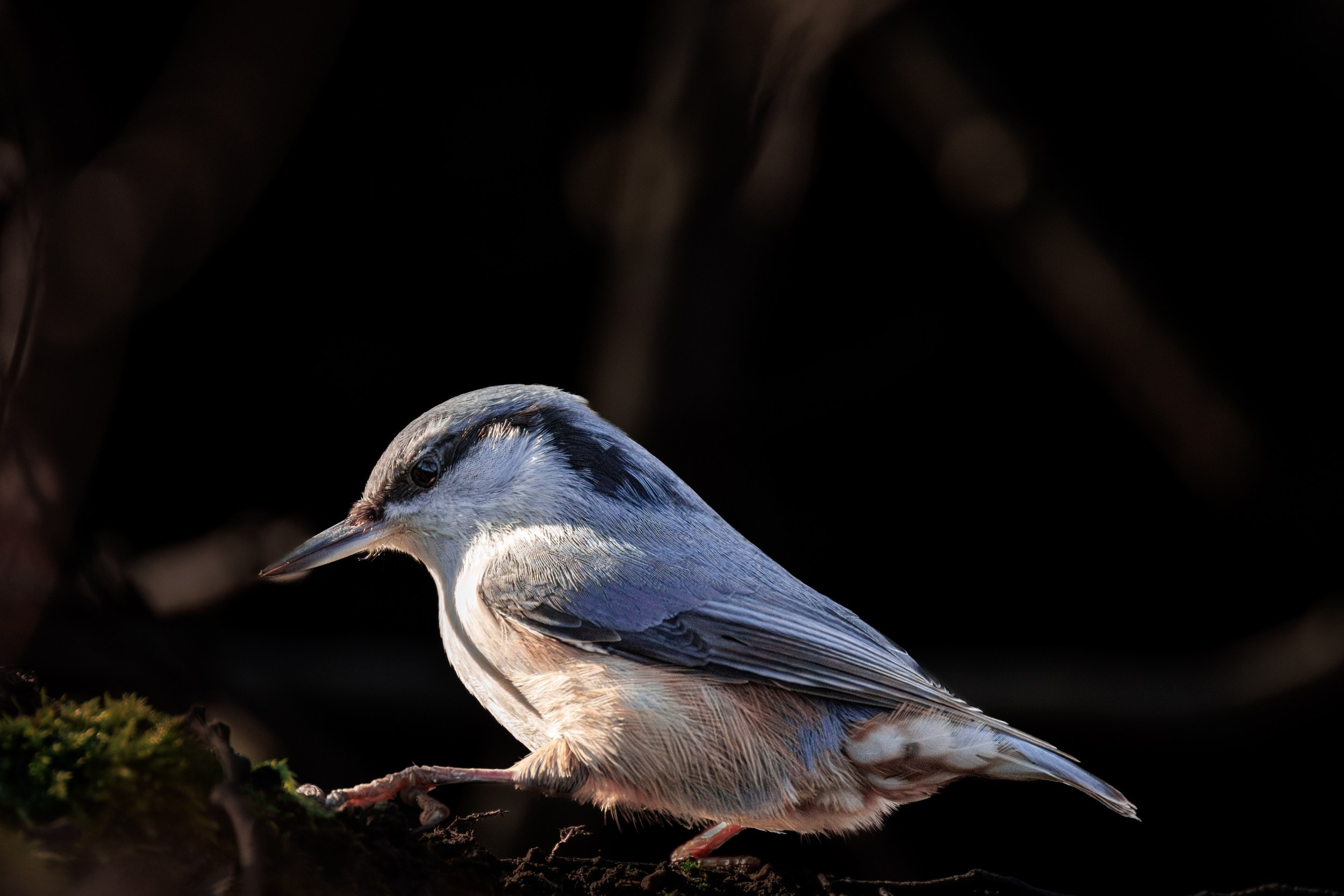 Поползень. Фотограф дикой природы Роман Исаенков