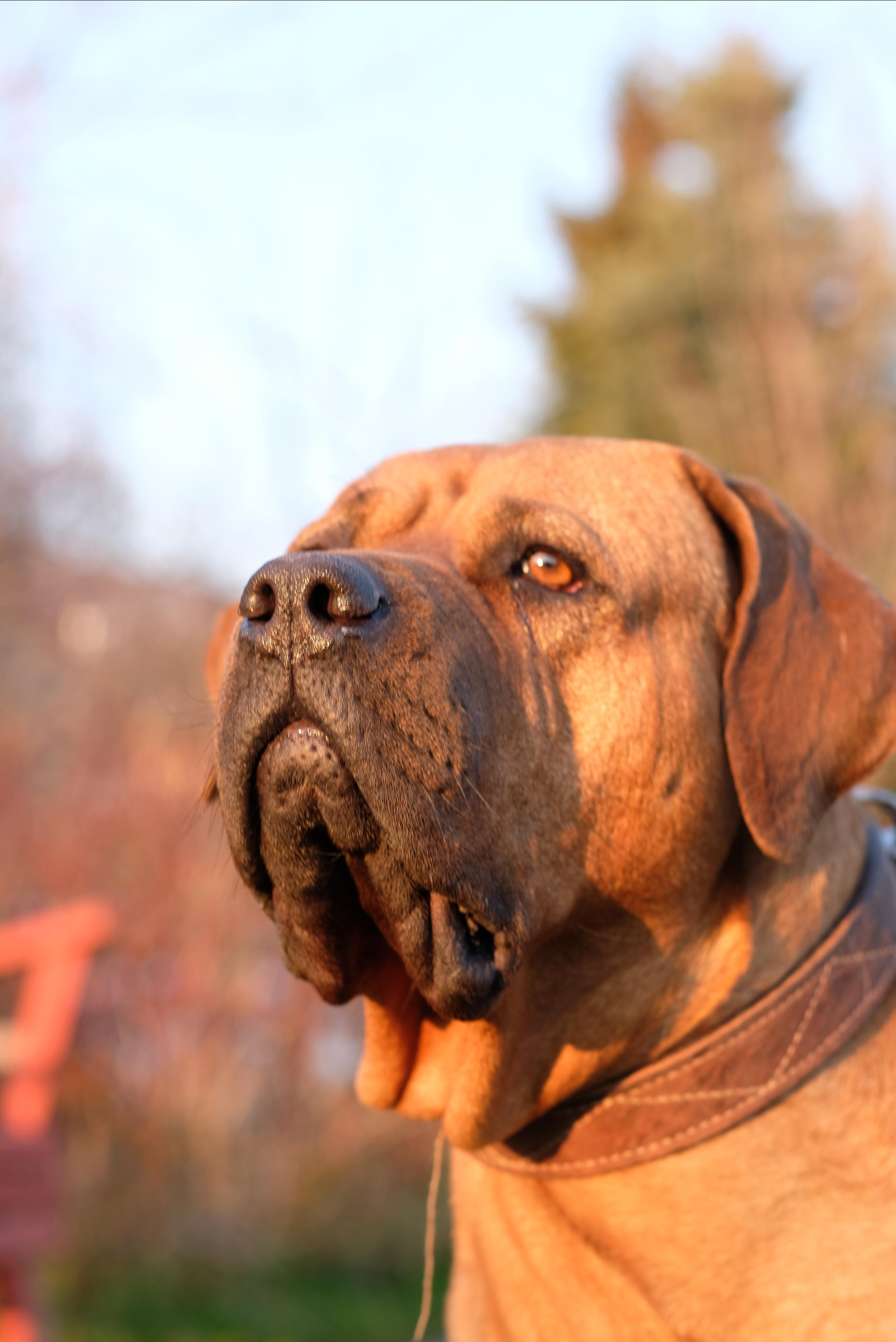 Прогулка Оксаны с собакой. Студийный, портретный, семейный фотограф Южно-Сахалинска Яна Радаева