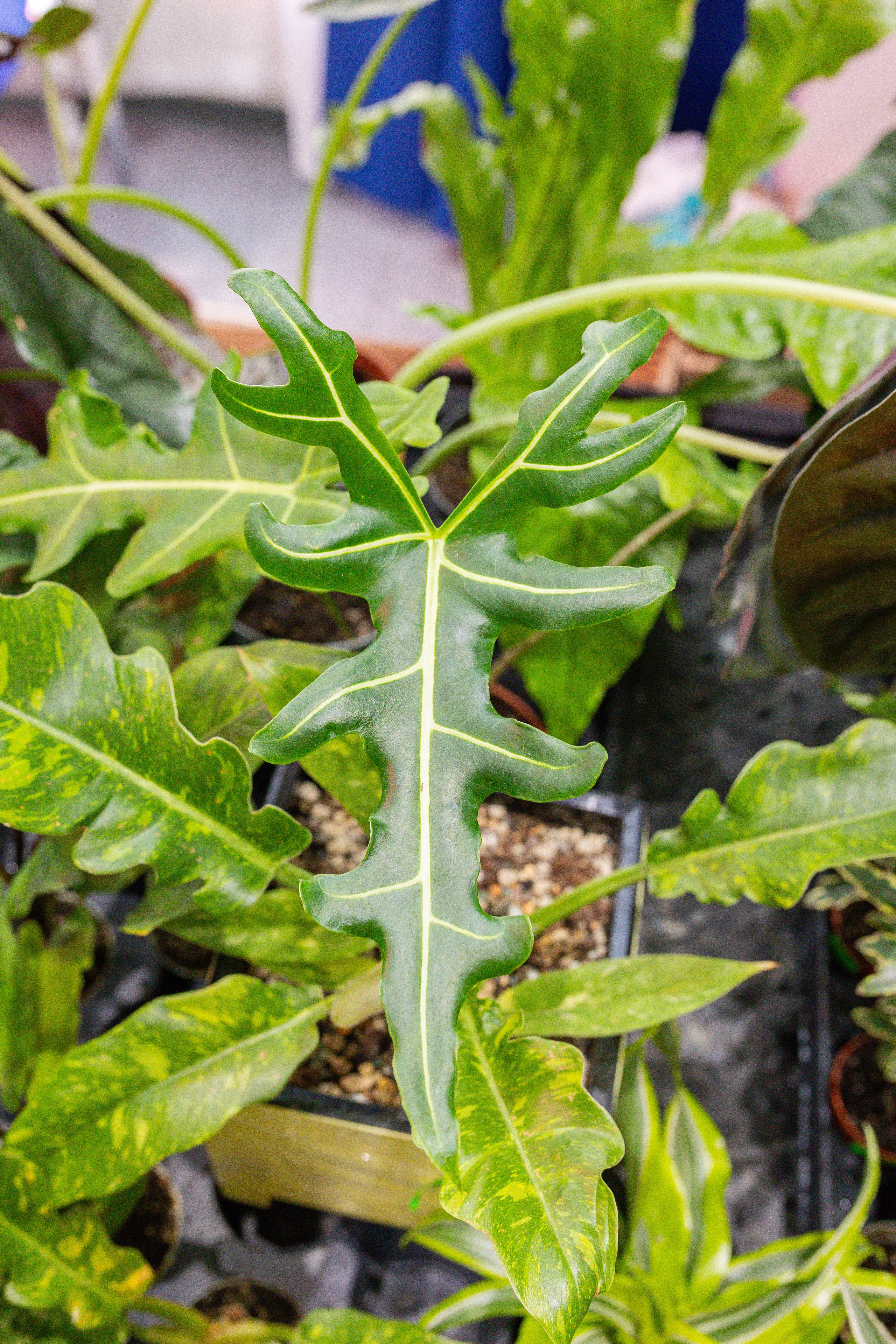 Монстериум 11–12 октября. Александра Куликова фотограф, Москва