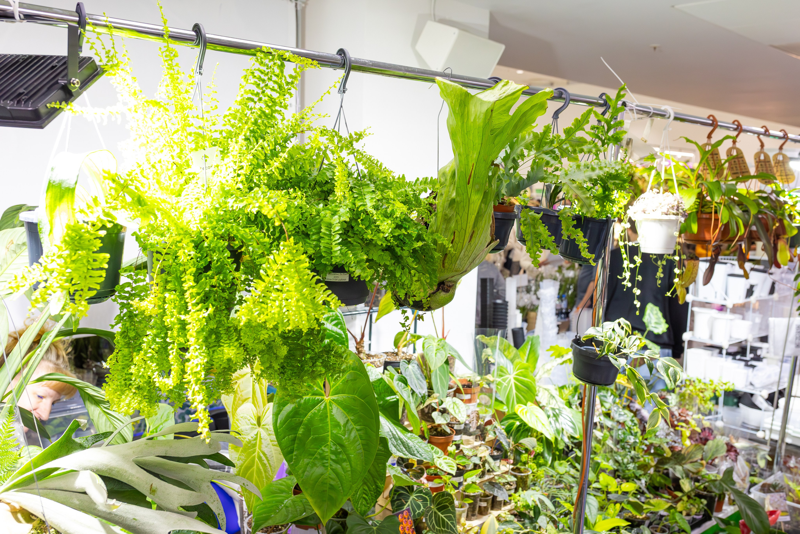 Орхидиум сентябрь 2025. Александра Куликова фотограф, Москва