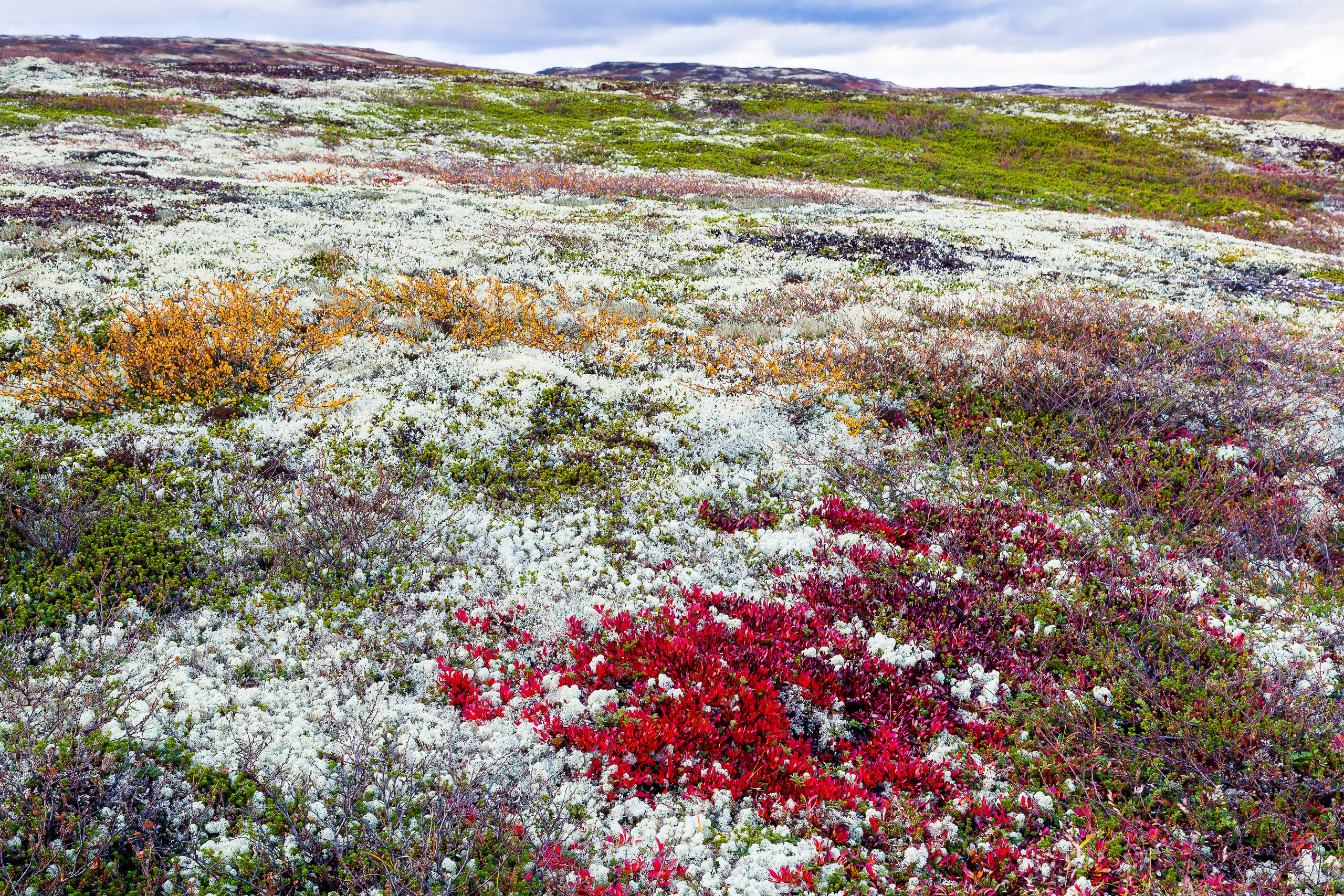 Мир растений. Пейзажи Крайнего Севера. Баренцево море, Рыбачий, Средний, Немецкий