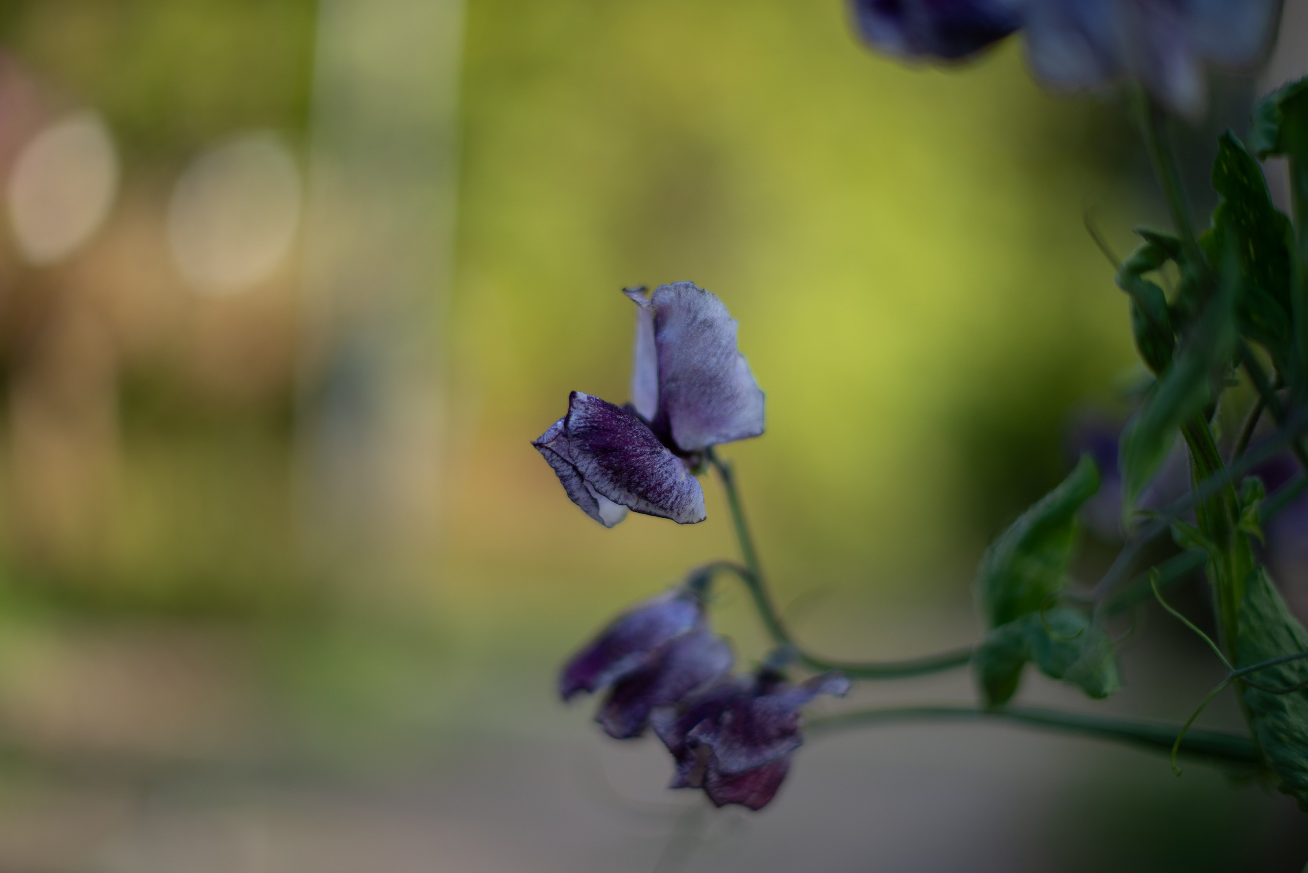 Цветы сада МГУ. Victoria Radjevna Репортажный Фотограф — Видеограф Москва • Санкт-Петербург