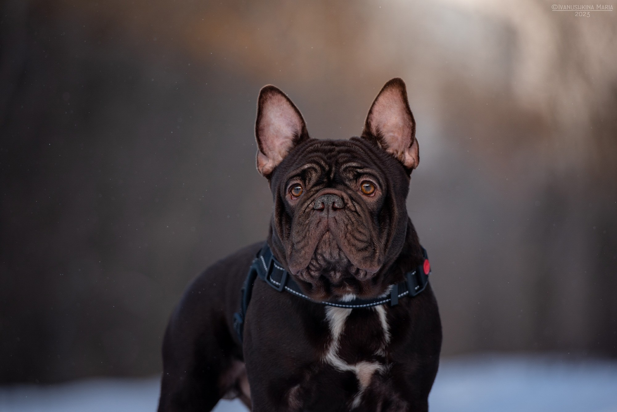 французский бульдог шоколадный