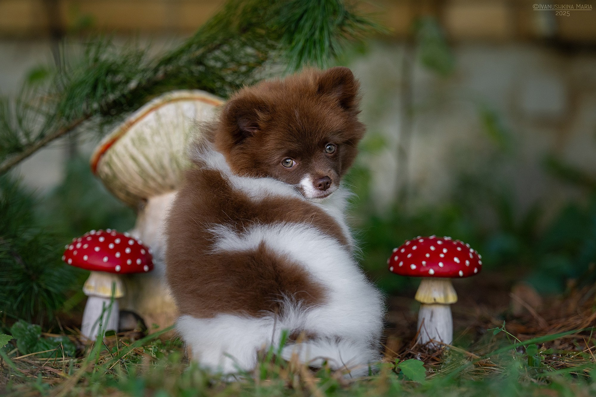 Фотосессия щенков на продажу. Фотограф собак в Москве и Московской области Иванушкина Мария