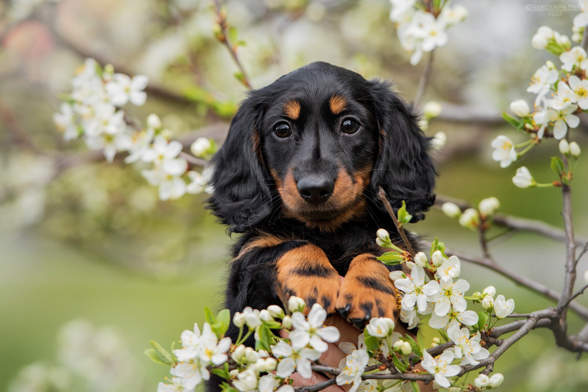 Фотосессия щенков на продажу. Фотограф собак в Москве и Московской области Иванушкина Мария