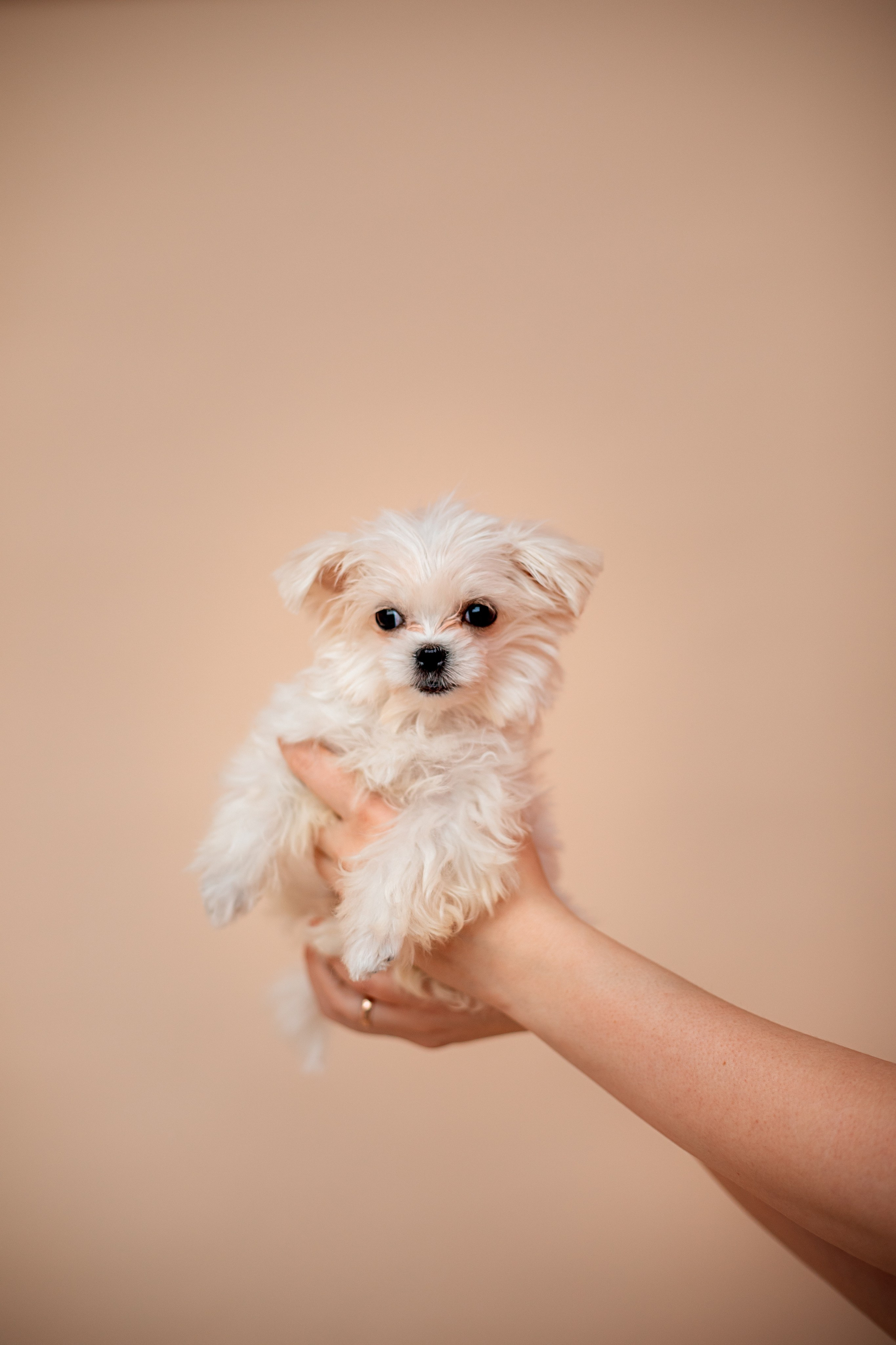 КОНТЕНТ. Семейный фотограф в Москве выпускные альбомы Клюковская Надежда