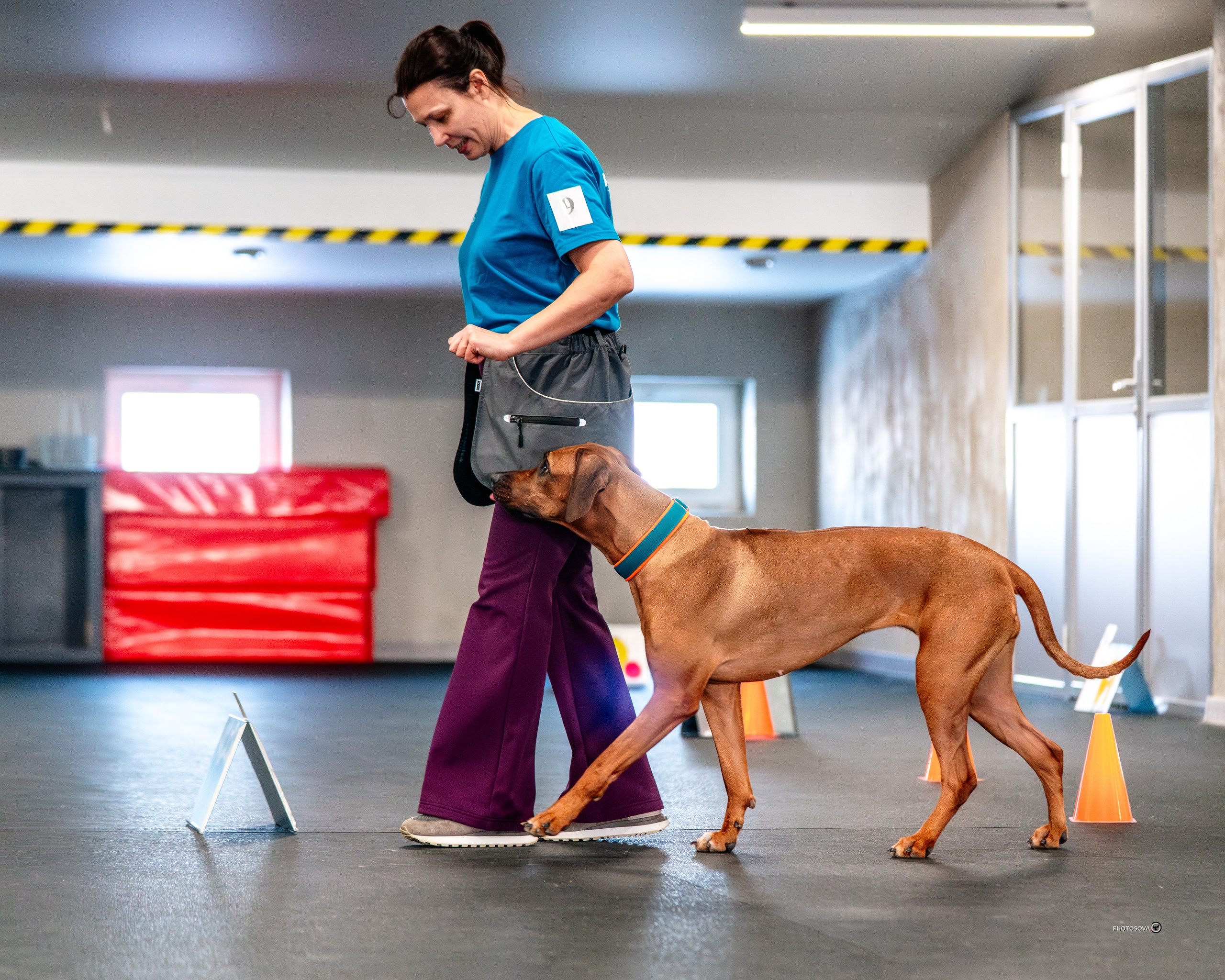 ТЫ И Я (соревнования по ралли-обидиенс). Фотограф-анималист, семейный фотограф в Москве и Подмосковье. Фотосъёмка кинологических дисциплин