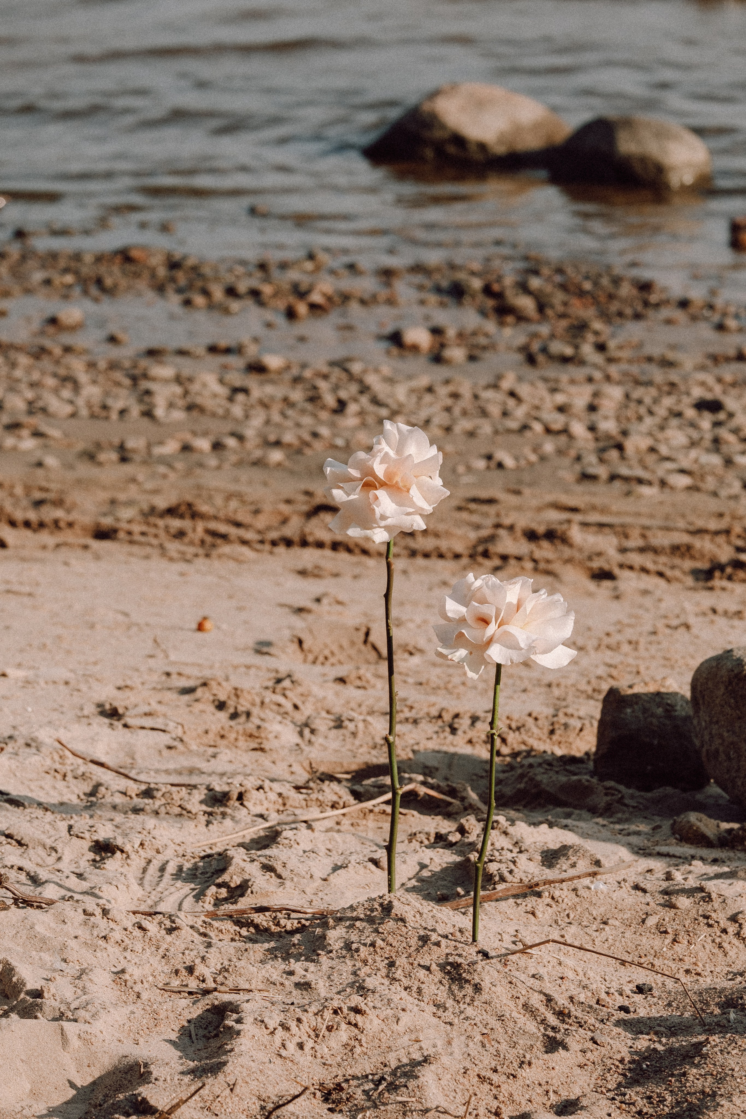 СВАДЕБНАЯ ФОТОСЕССИЯ ВЫЕЗДНОЙ ЦЕРЕМОНИИ (ФИНСКИЙ ЗАЛИВ). Профессиональный фотограф, Санкт-Петербург — Виктория Богомолова