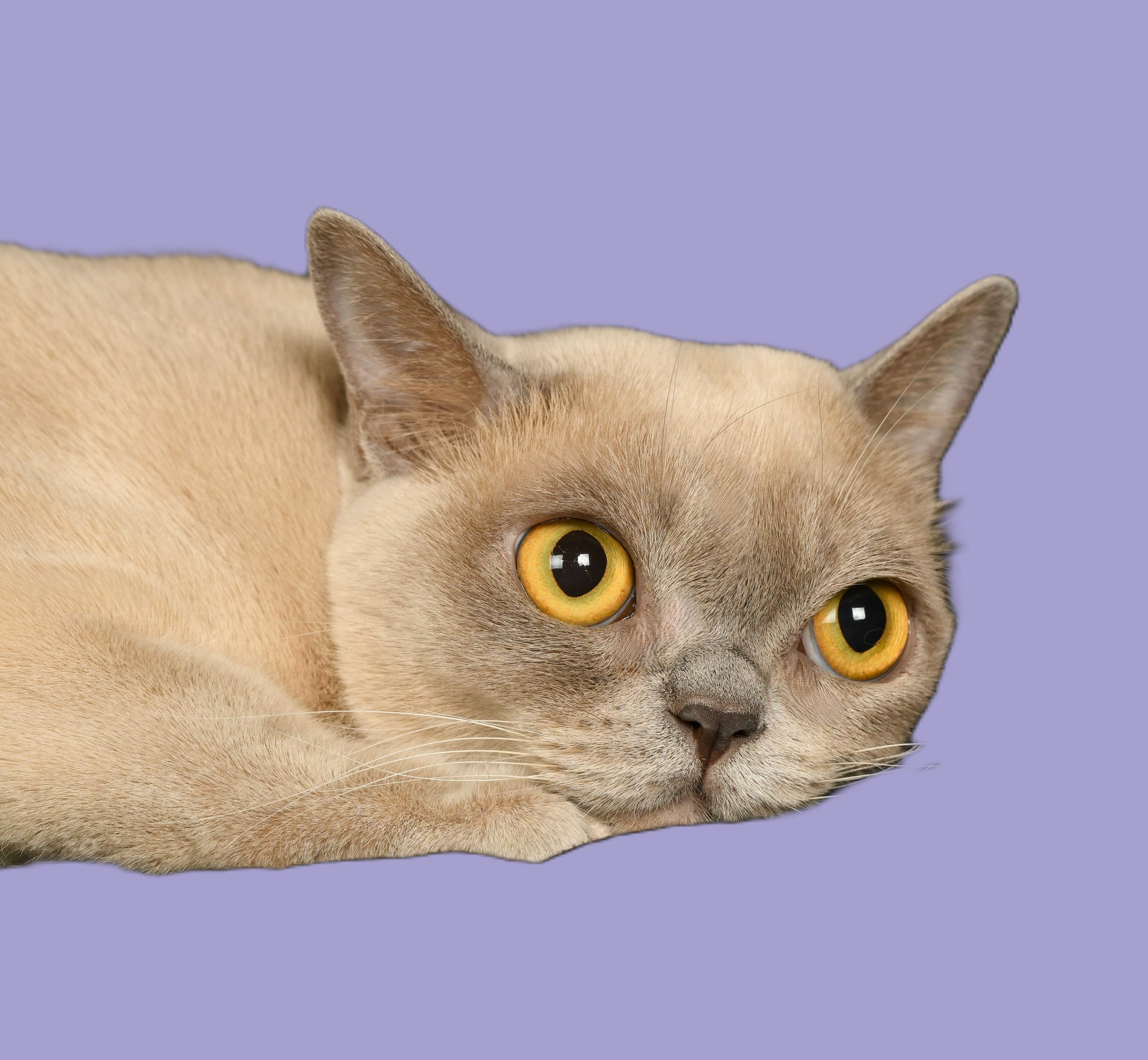 Котёнок американской бурмы. Las Burmas — питомник американской бурмы традиционных линий