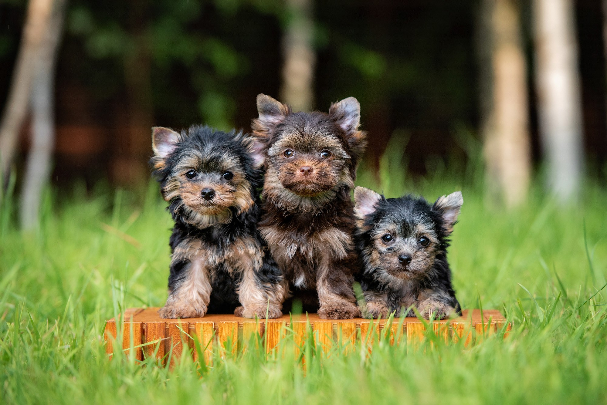 Фотосессия щенков на продажу. Фотограф собак в Москве и Московской области Иванушкина Мария