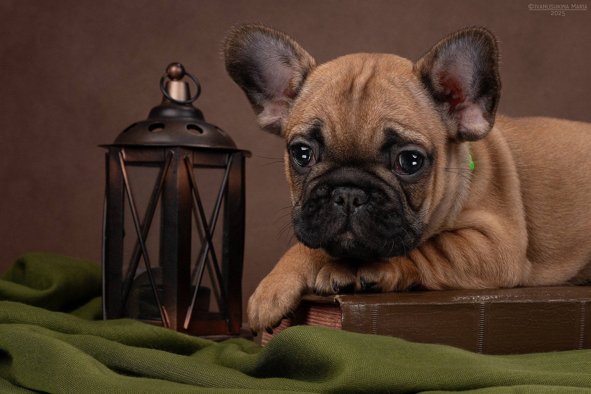 Фотосессия щенков на фонах. Фотограф собак в Москве и Московской области Иванушкина Мария